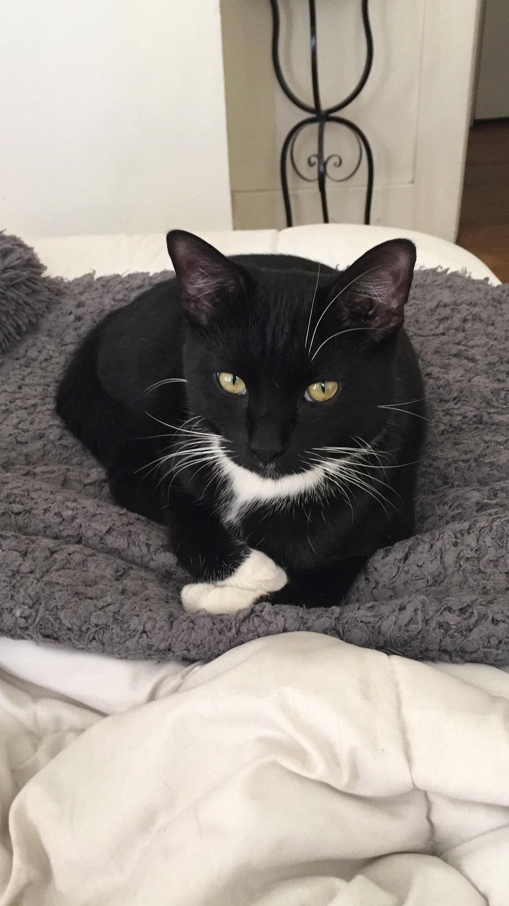 This Is My Cat Elvis. He Enjoys Fancy Feast and Laying on My White Sheets After Rolling Around in the Dirt.