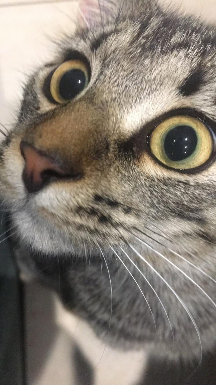 This Is My Cat. His Name Is Chester.