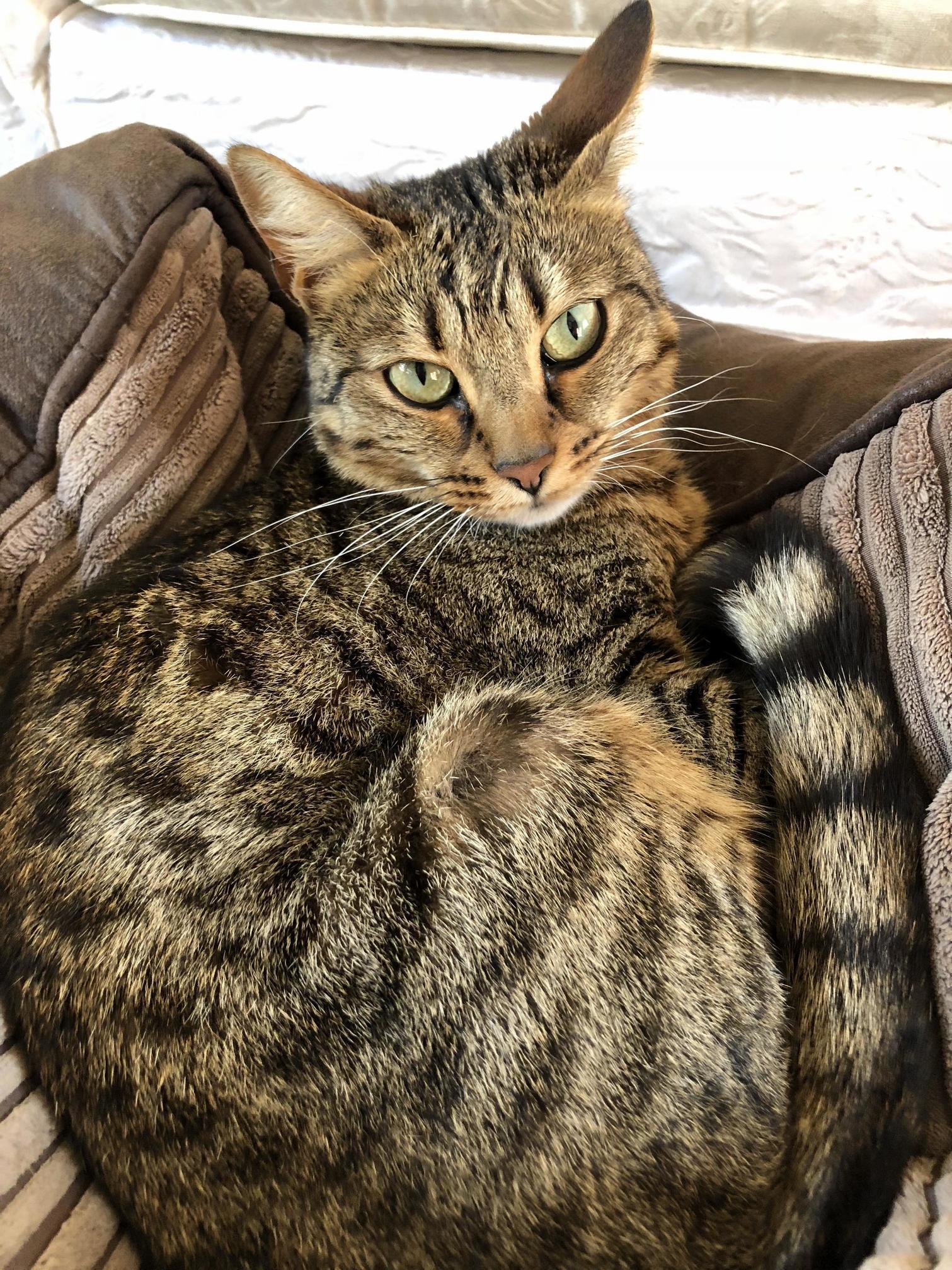 This Is My Dads Cat, Sally. She Is the Grumpiest Being Known to Man. but Omg Is She Beautiful