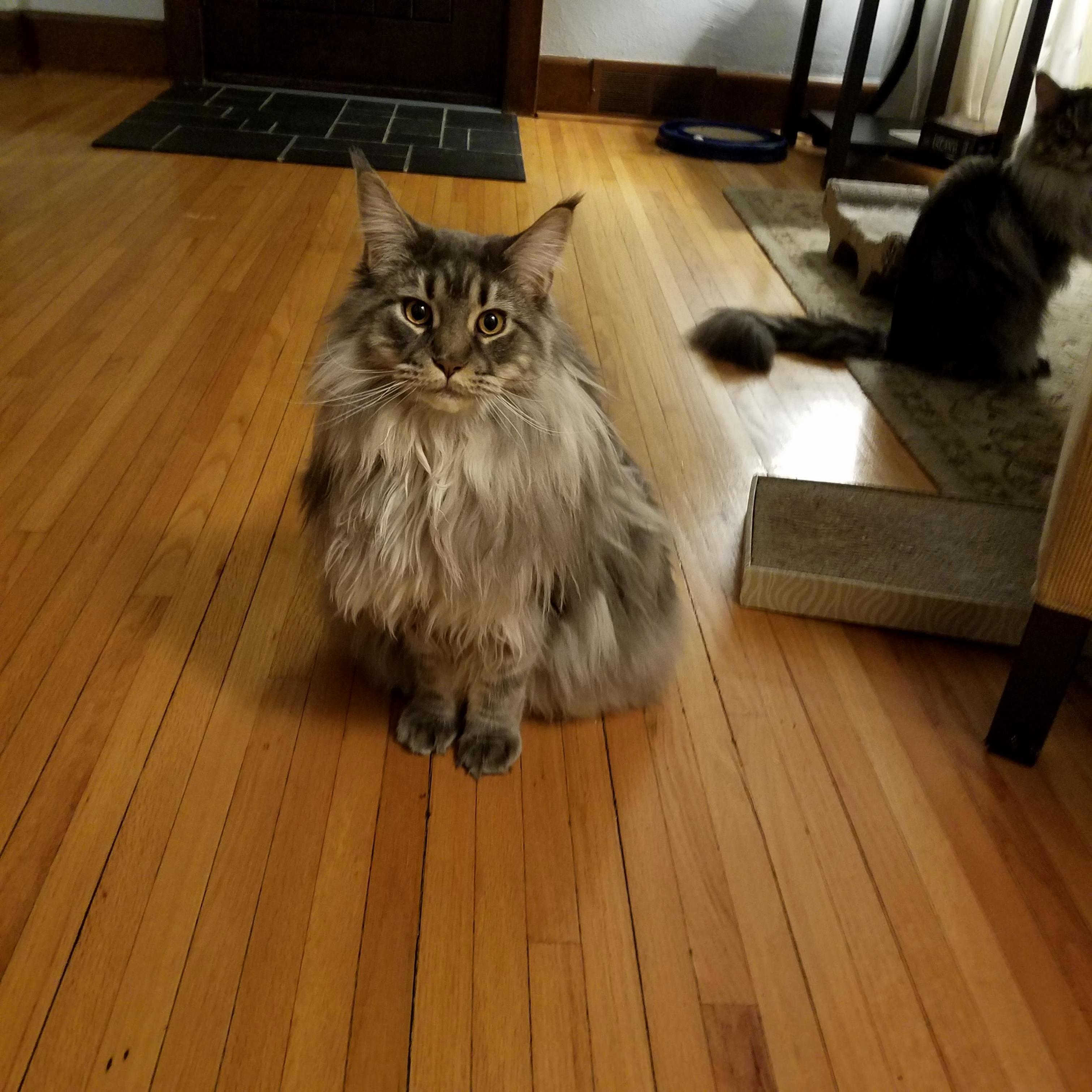 This Is Odell. He Knows Hes Cute.