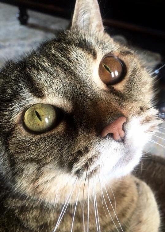 This Is Pearl. Pearl Has Heterochromia.