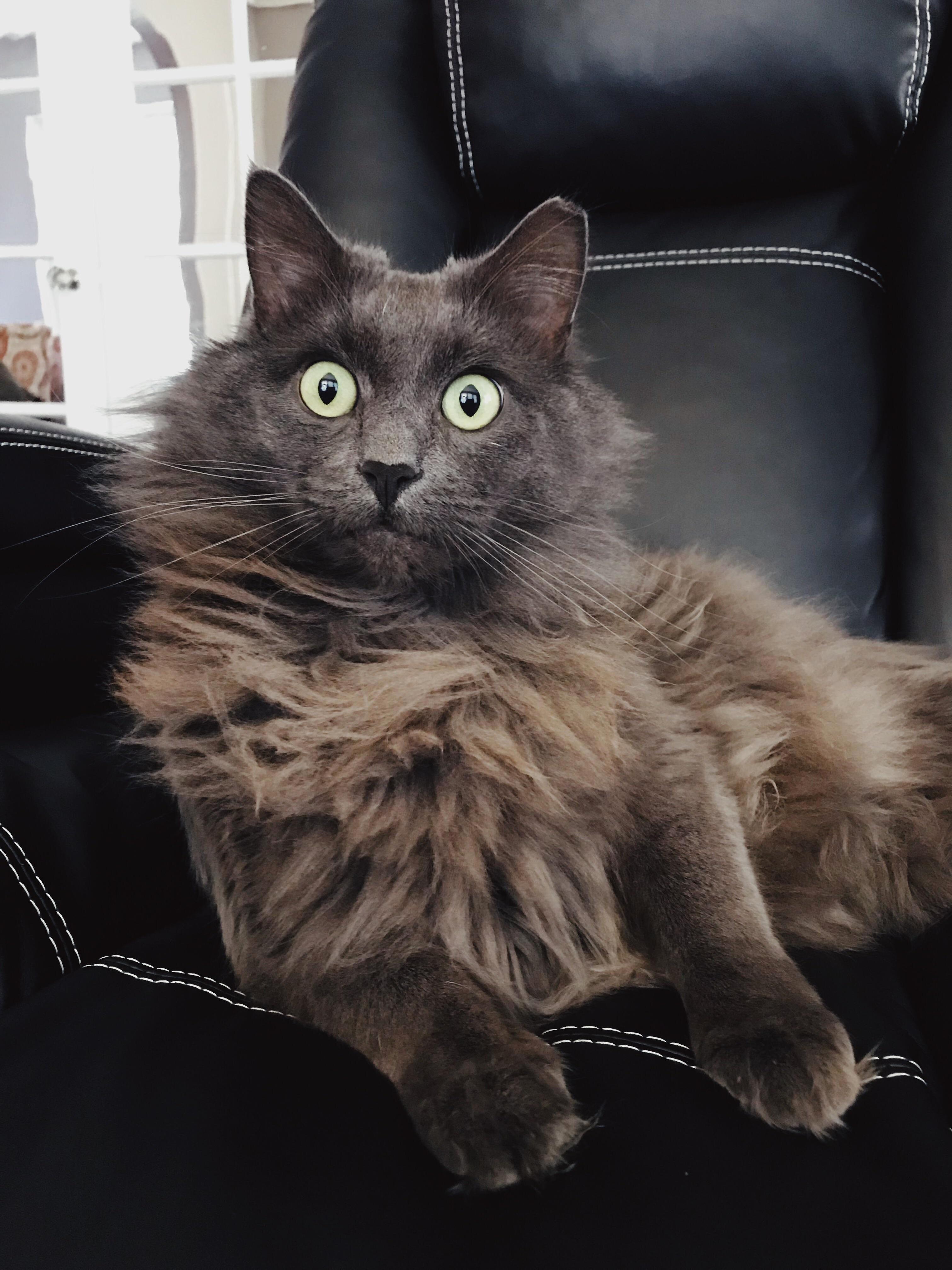 This Is Sophie or Sometimes Soph-a-loaf. She Followed Us 4 Months Ago Until She Became Officially Ours. Been a Cat Person Ever Since