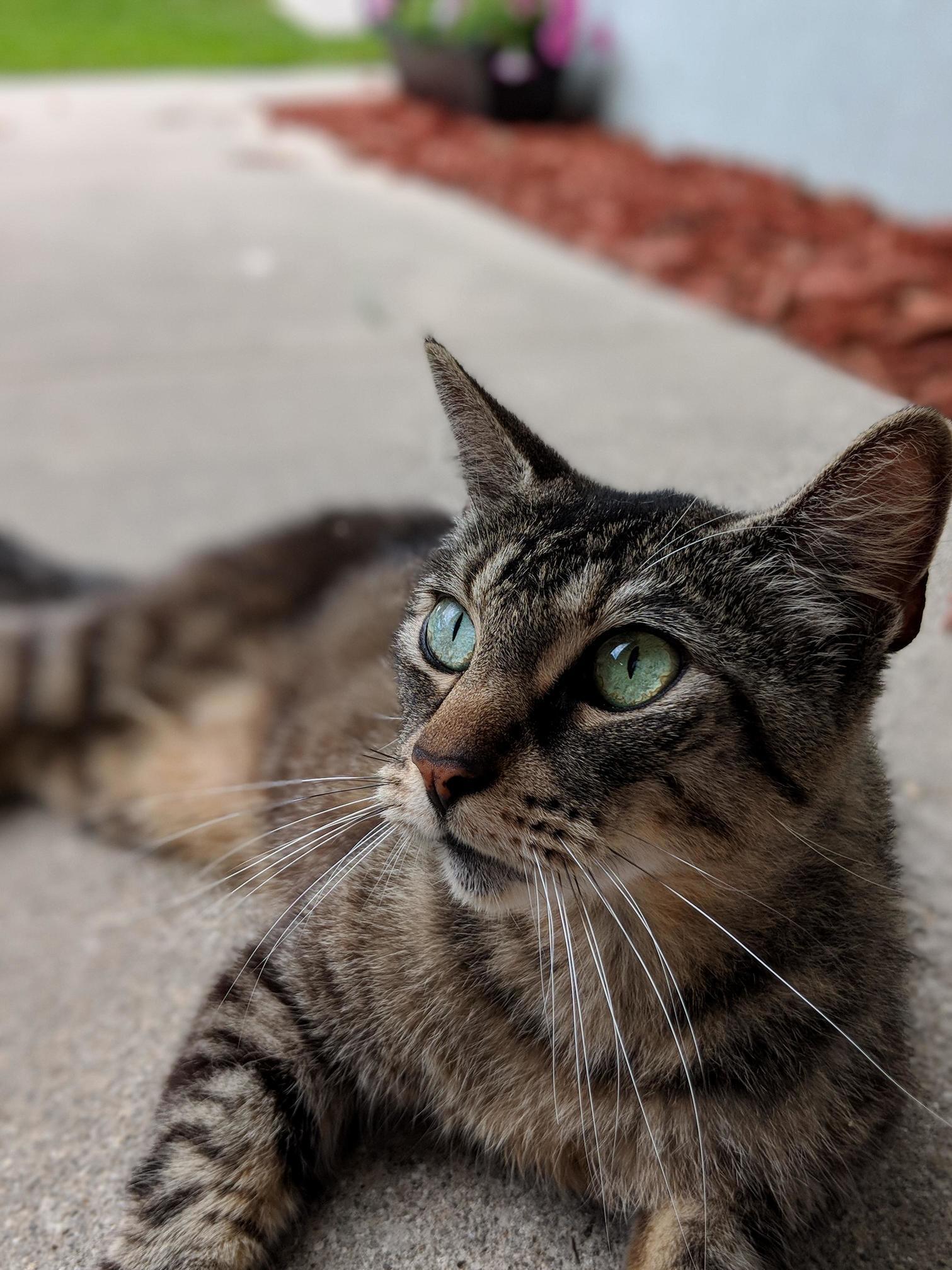 This Is Spaz, My Baby Boy. Ive Had Him Since He Was a Kitten 13 Years Ago. Couldnt Pass Up This Photo Opportunity.