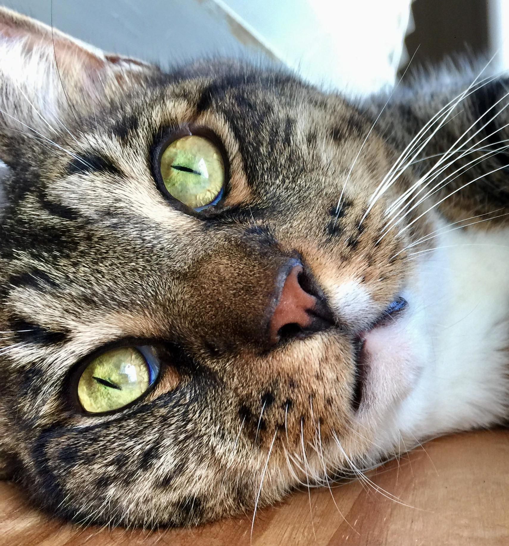 This Is the Best Picture I Have of Tiger