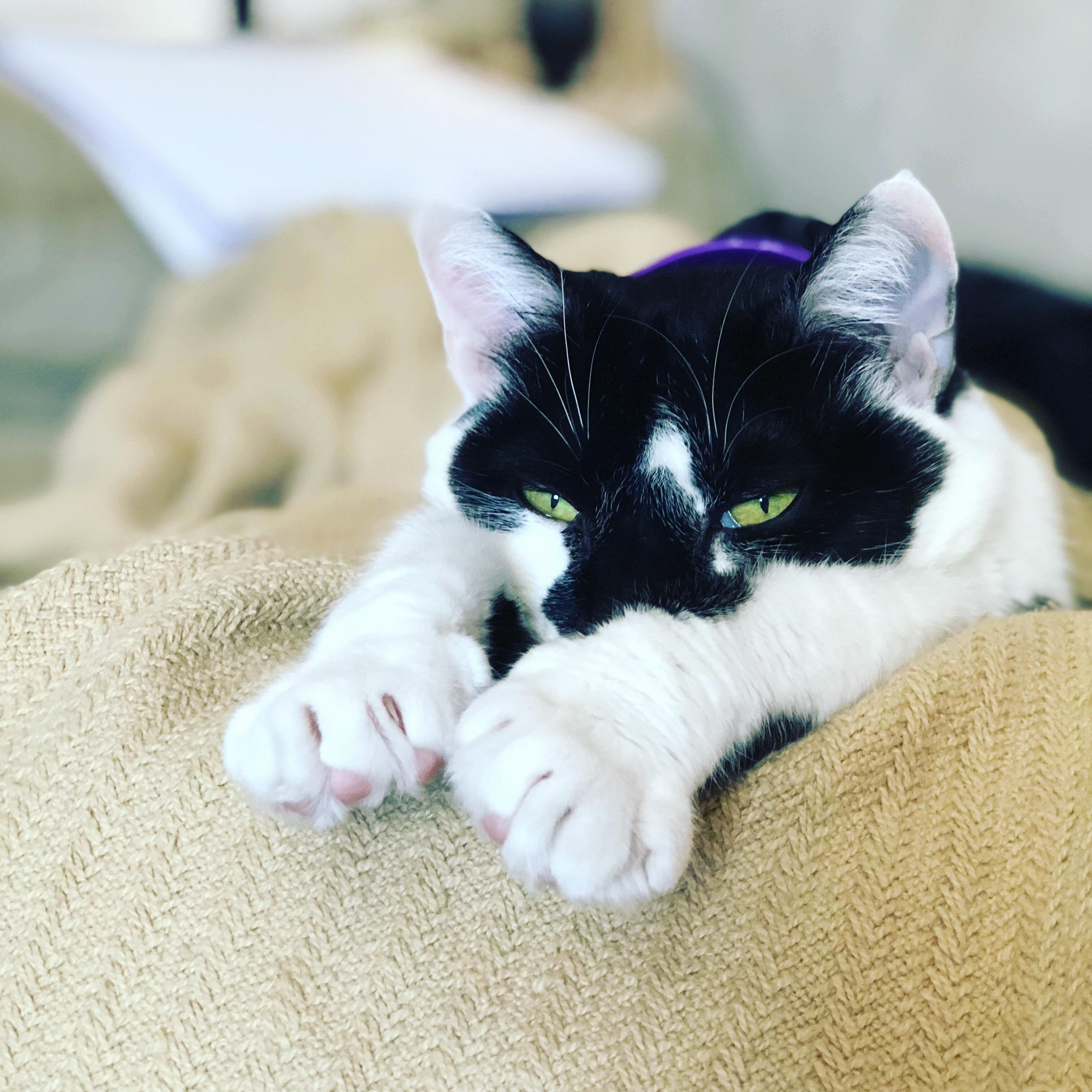 This Is the Cutie I Fostered (Five Years Ago)
