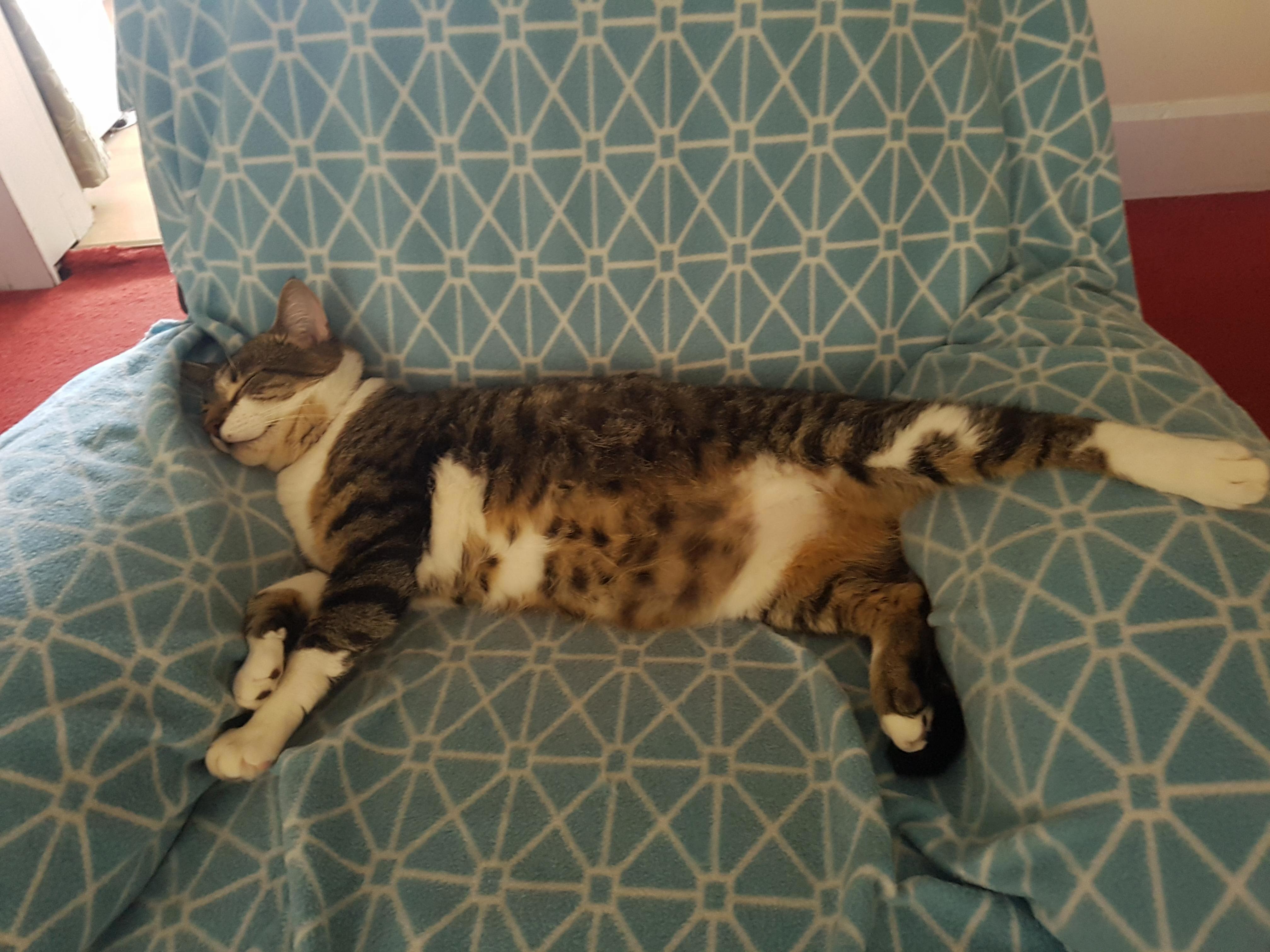 This Is Why I Cant Have Guests. He Sleeps Like This Constantly.