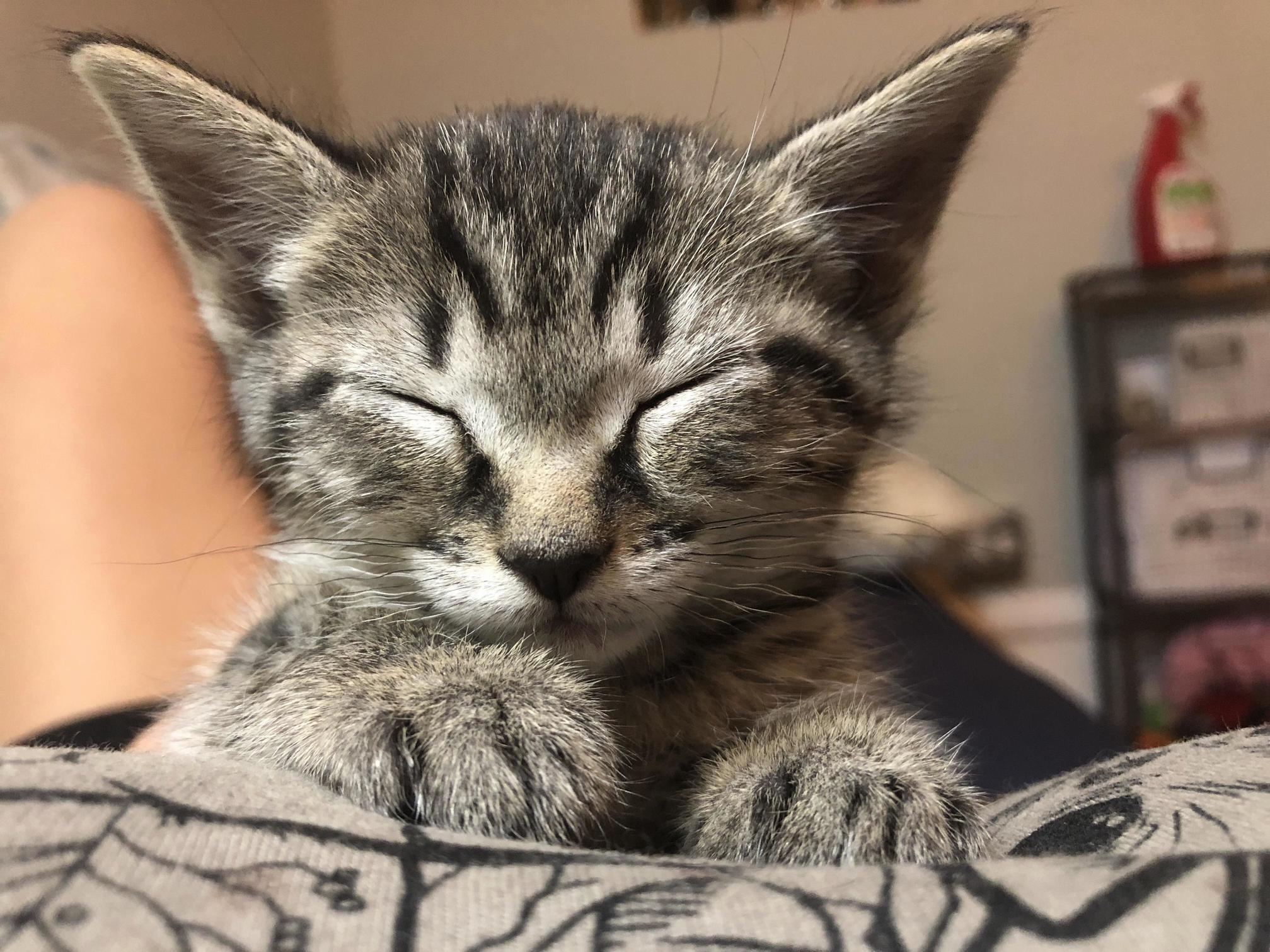 This Is Why I Foster