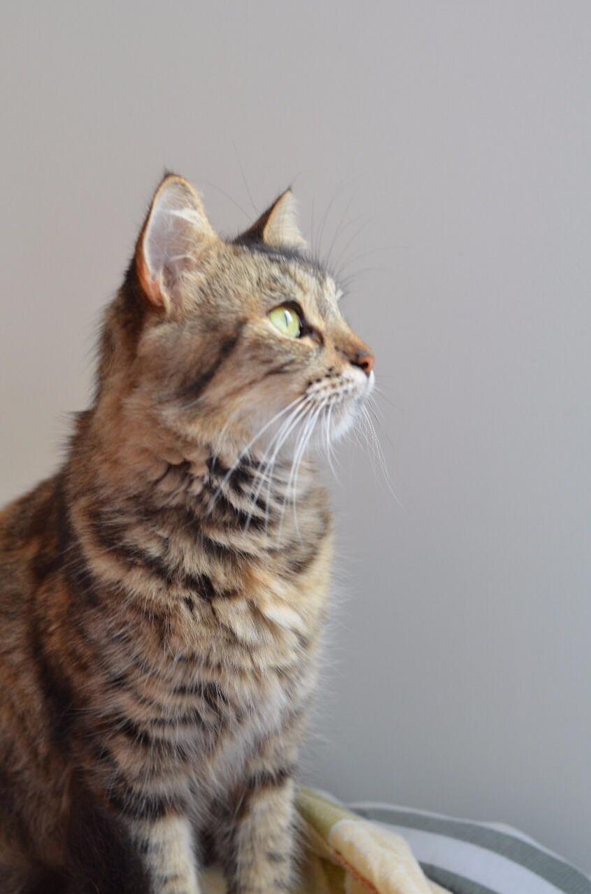 This Is Zelda, Staring at Some Birds on a Far Tree.