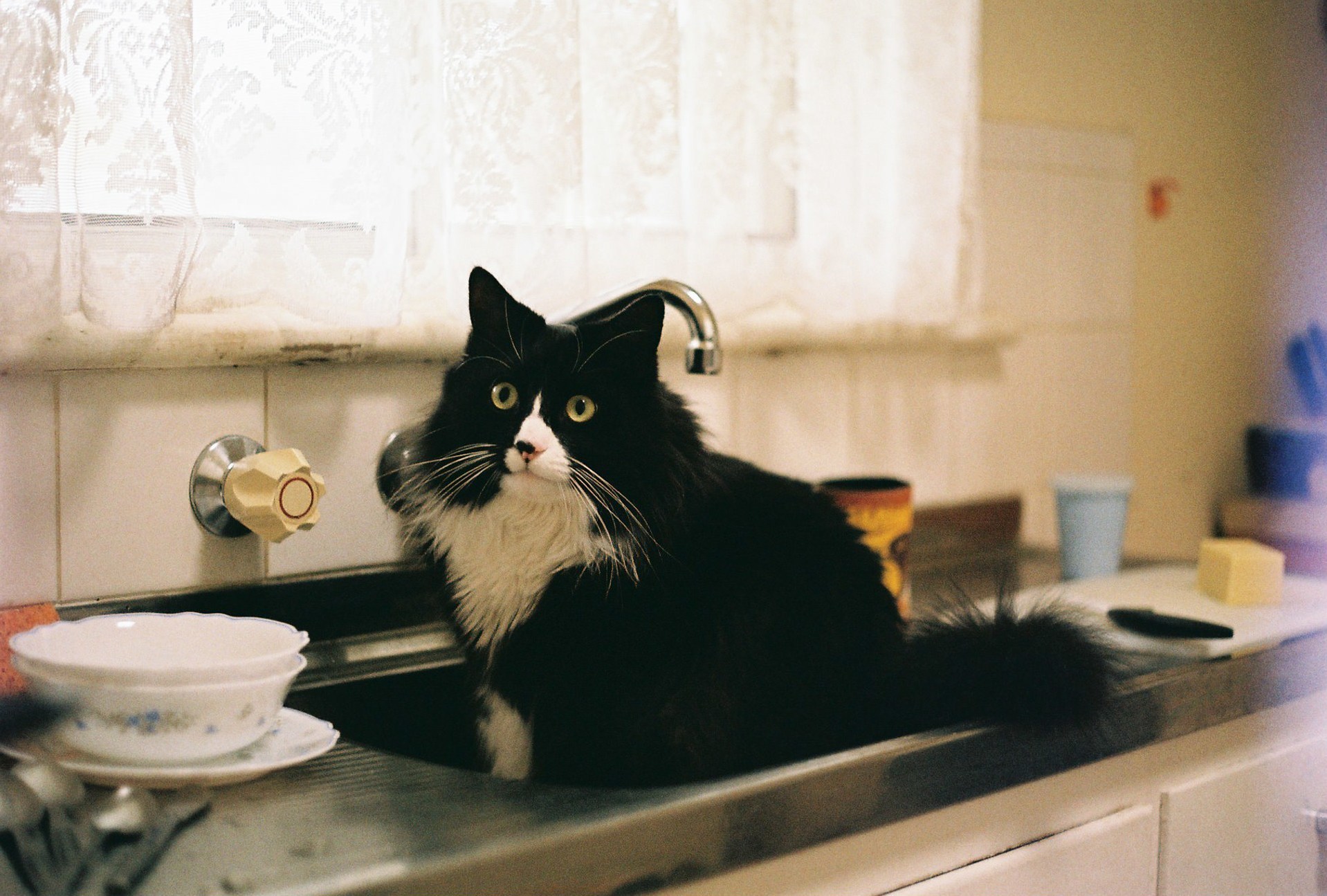 This Is Zeus, He Likes to Sit in the Sink Sometimes