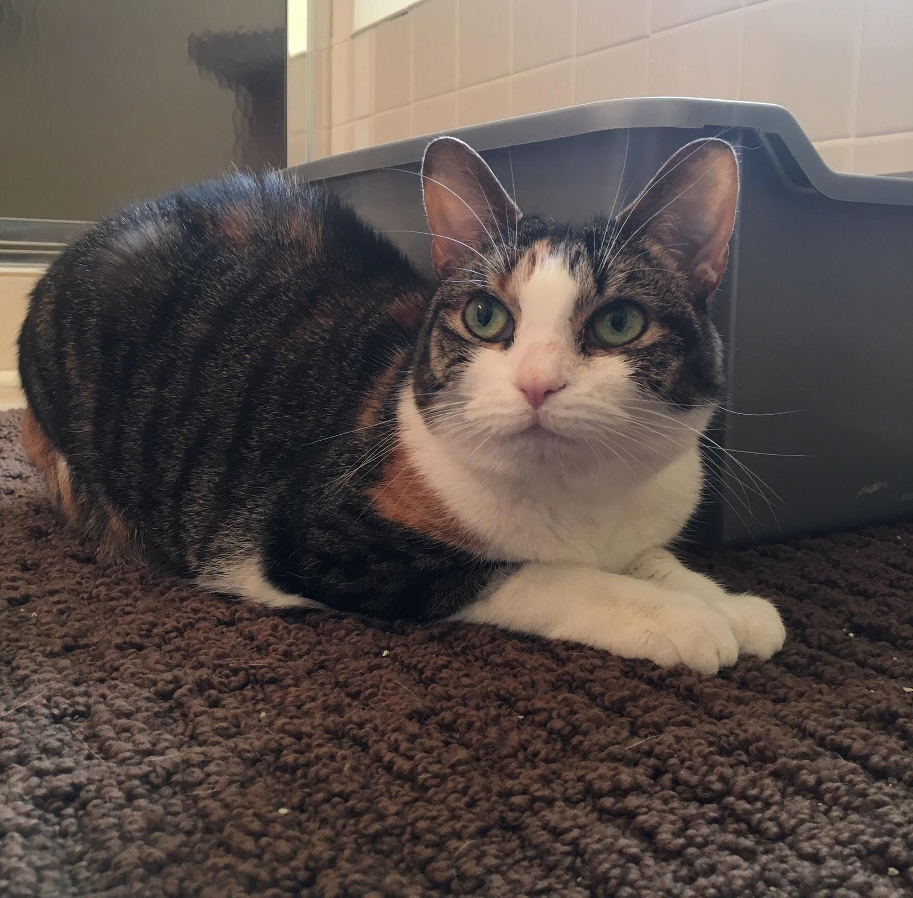 This Is Zoe, She Just Had Two Kidney Stones Removed. Usually She Doesnt Like Being Touched Very Much, but She Loved Getting Some Scratches Today and Seems to Be Feeling Much Better.