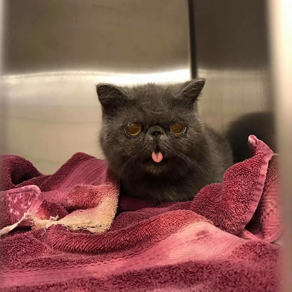 This Kitty at Our Office Waking Up from Anesthesia Made My Morning
