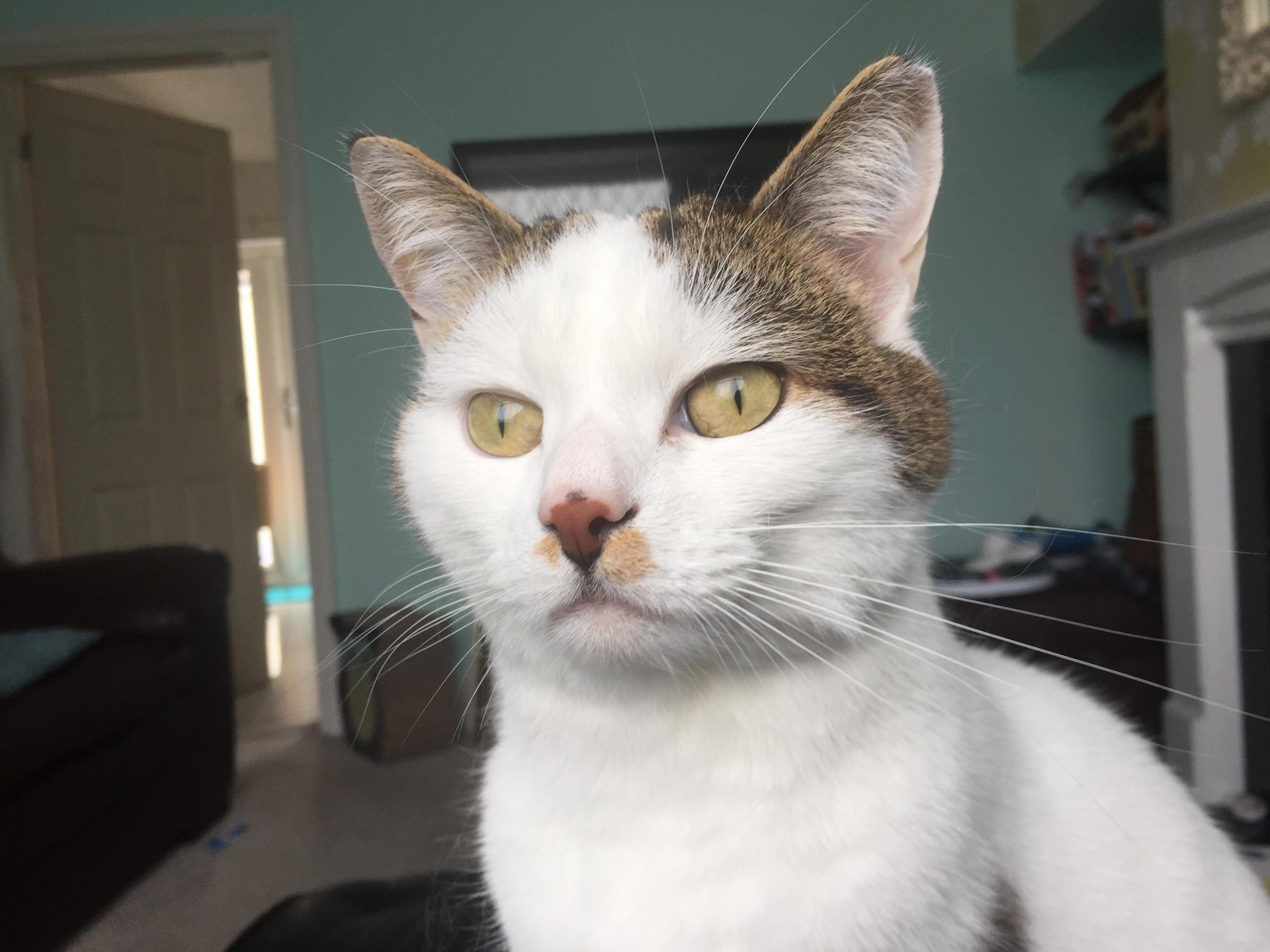 This Little Majestic Teenager. Not the Most Sociable, but He Said Hello Today. Tiddles.