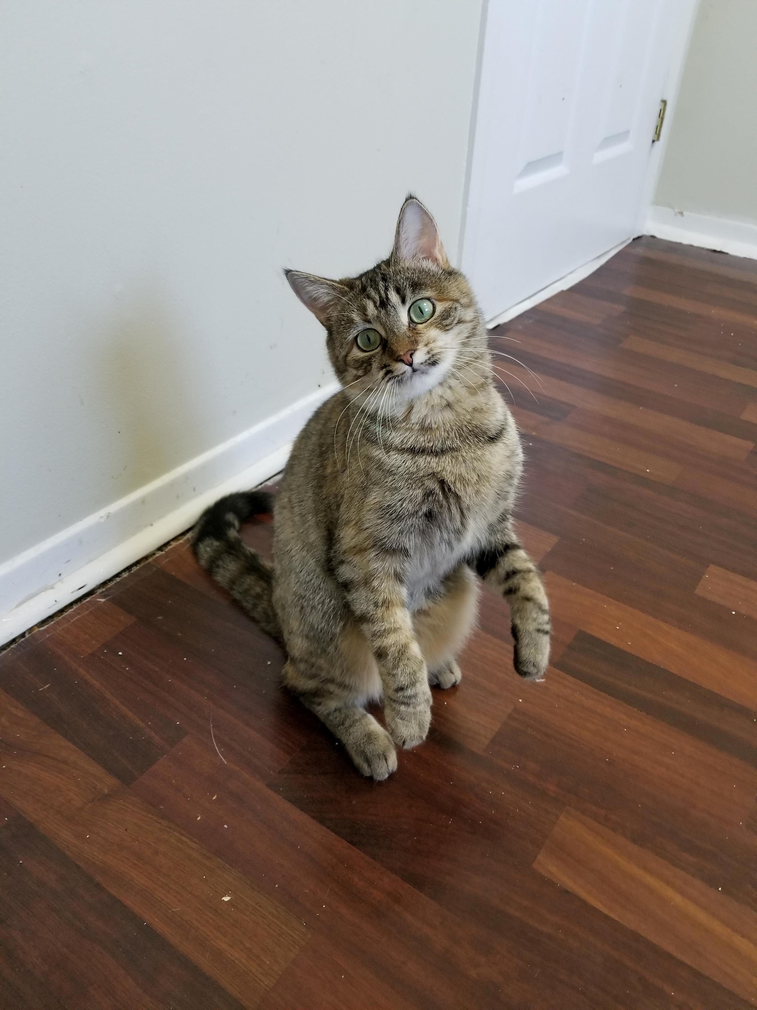 This Pretty Girl Is Going to an Adoptathon Tomorrow. Wish Her Luck to Find Her Forever Home