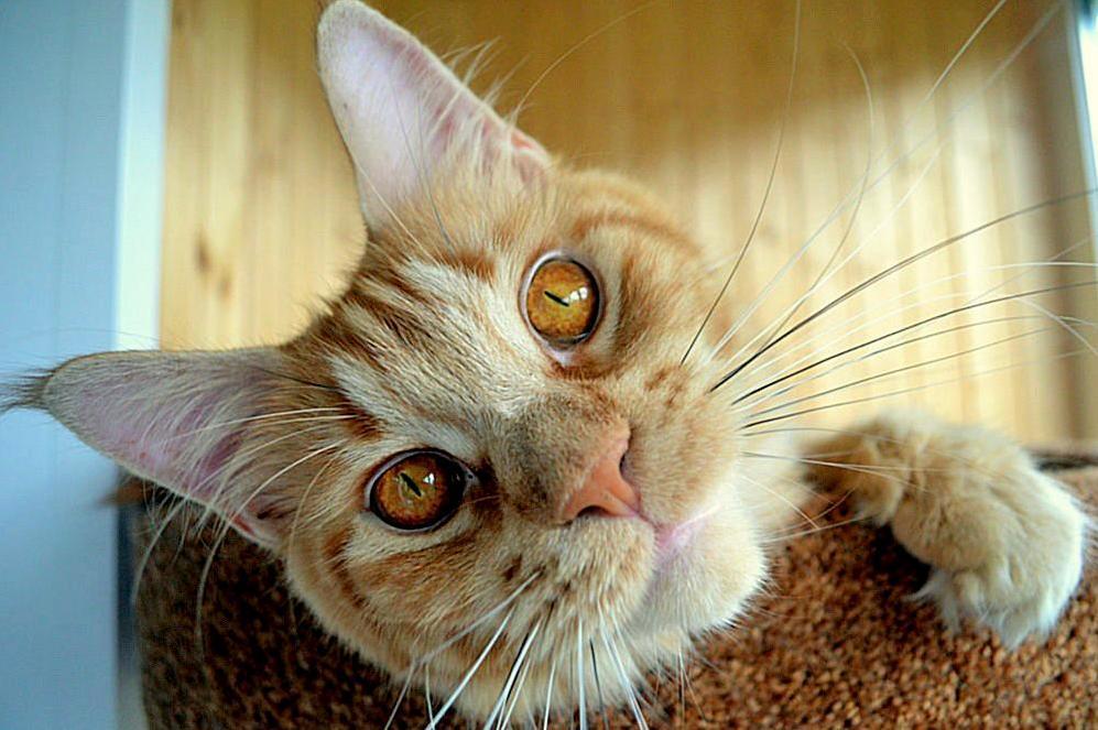 Tiffanys Cat. Beautiful Eye. Amber.