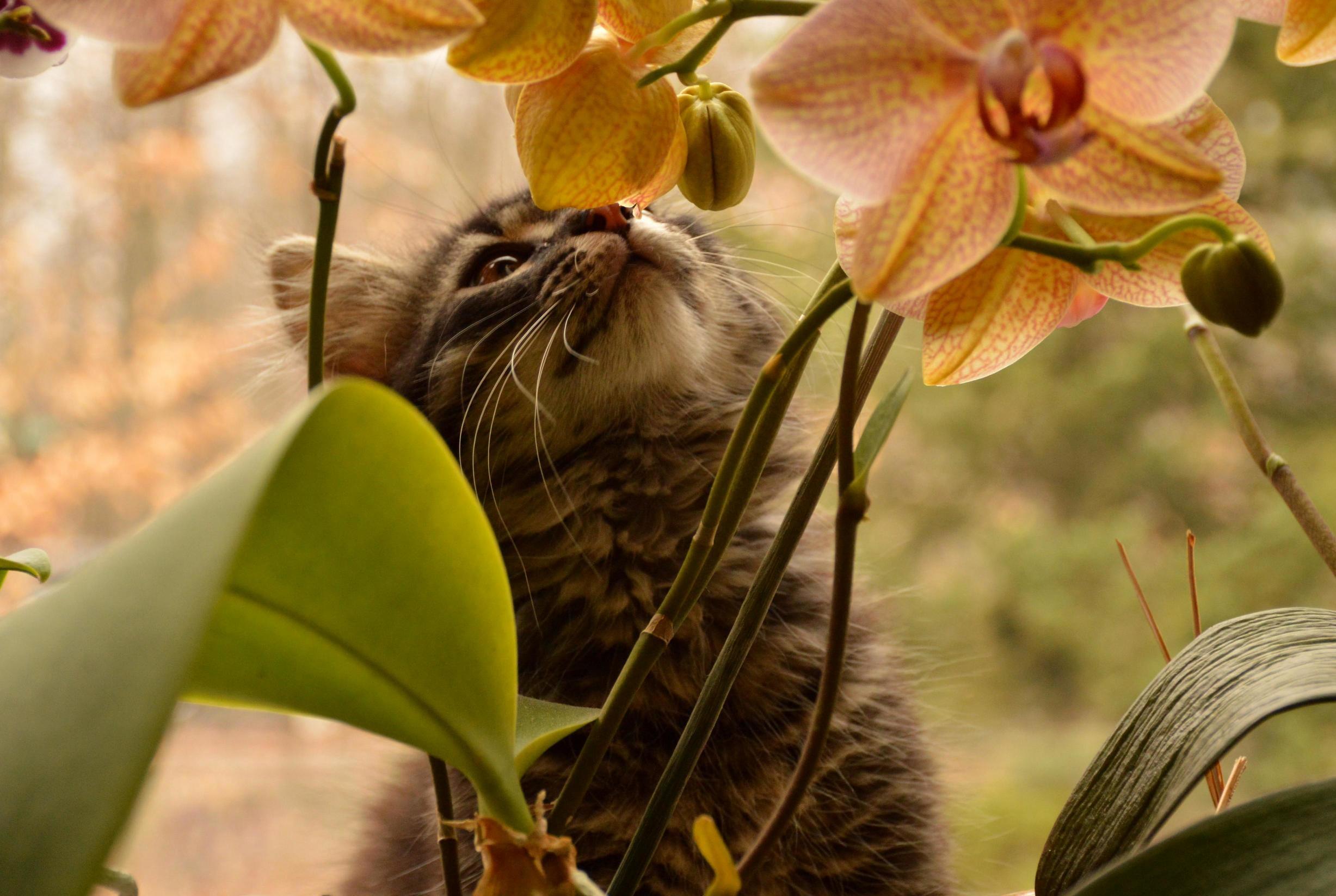 Toby and I Went on an Adventure to My Parents House This Weekend... My Moms Plants Are Very Exciting.
