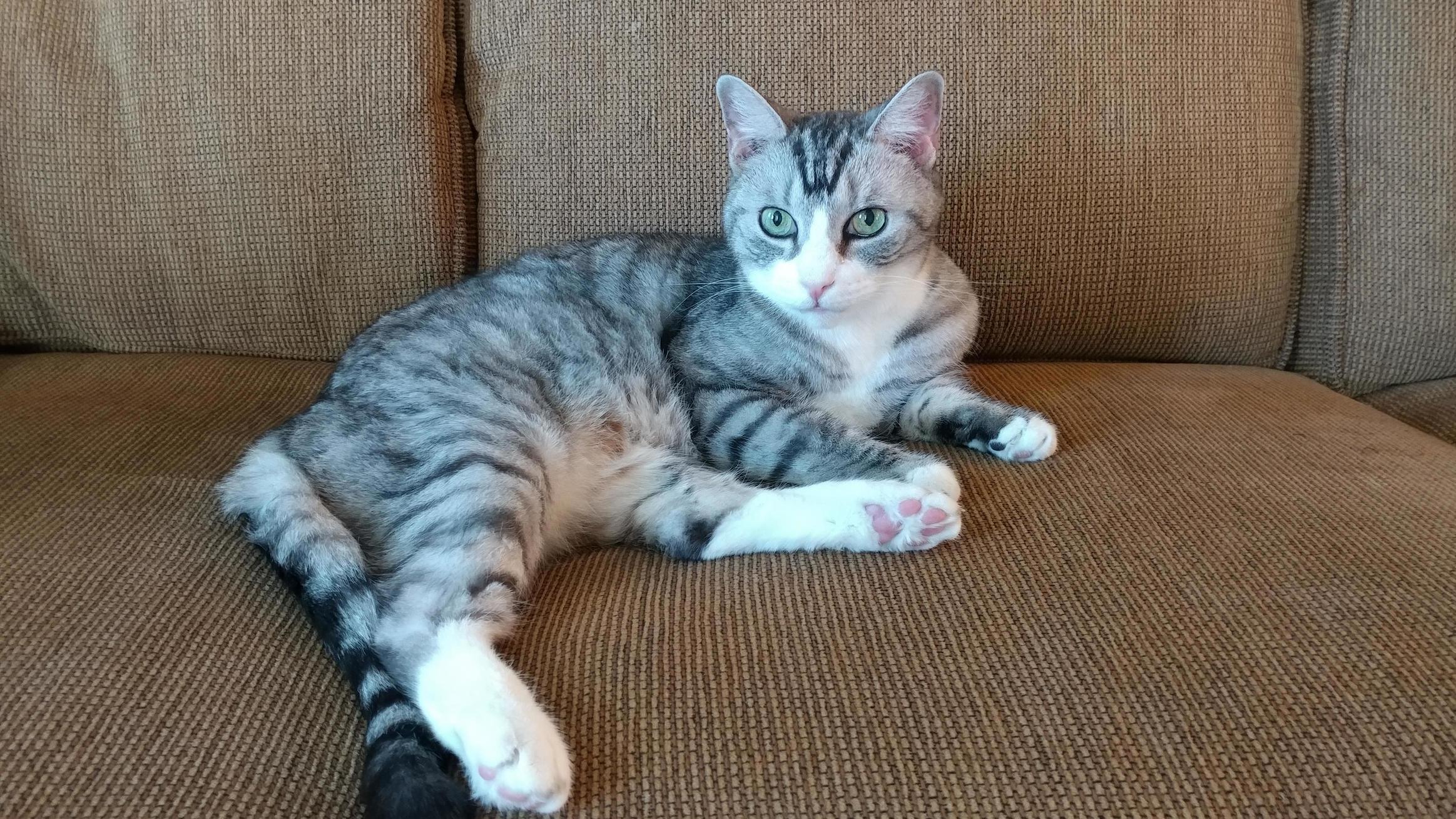 Today Riggs Turns 15. He Has Lymphoma and Heart Failure, So Im Not Sure How Much Longer Hell Be with Us. Happy Birthday, Riggy! Thank You for a Wonderful 14.5 Years (and Counting!) Together!