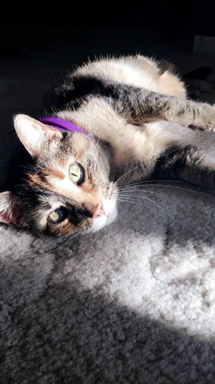 Today Would Be Orange Spots 16th Birthday, but We Unfortunately Lost Her Last November. She Was the Most Loving Cat Imaginable and I Dont Know If Ill Ever Truly Get Over Her Death.