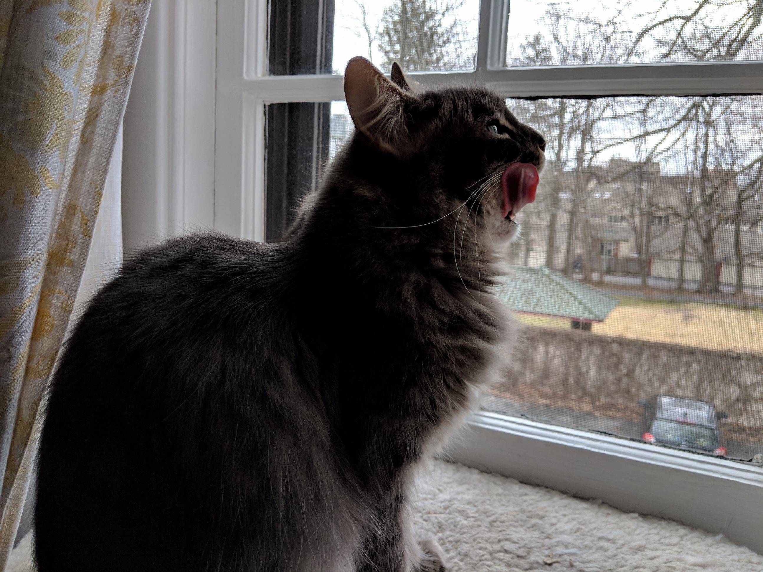Tongue....or Bacon