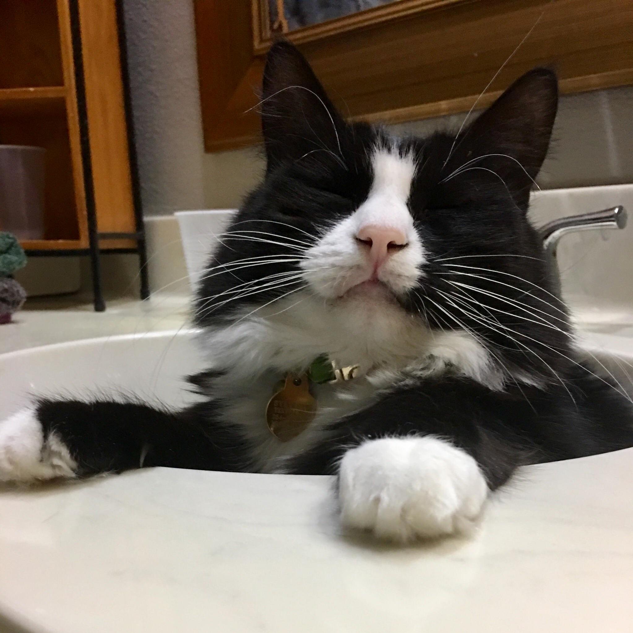 Tooter Takin a Nap in Sink.