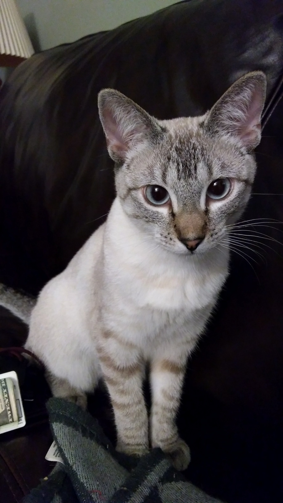 Trillian Posing for Her Glamour Shot