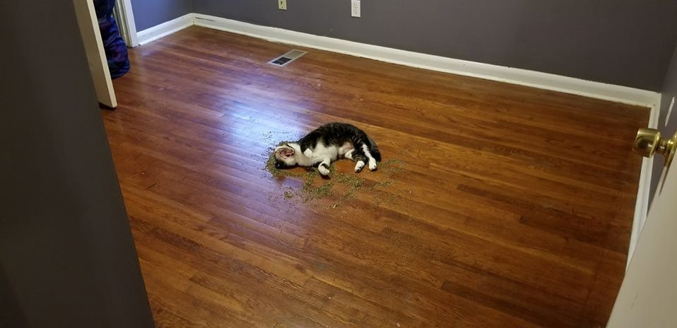 Unmanned Catnip Container Aftermath