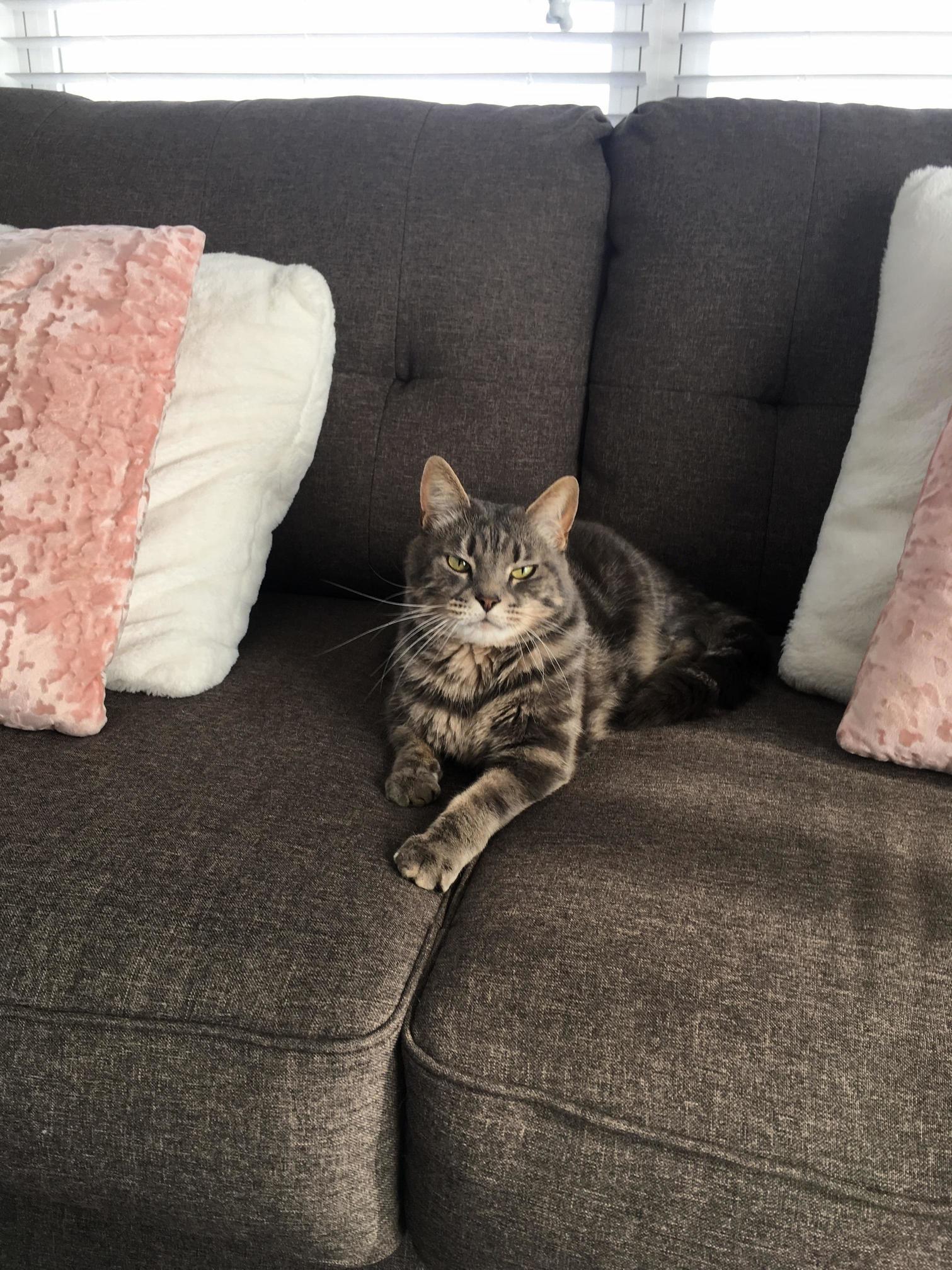 Update on Perry. His Ibs Has Cleared Up and Hes Up to 17 Lbs! for His Size and Frame Thats a Healthy Weight. He Feels Better Too! Probiotics and Food Change Really Helped Him!