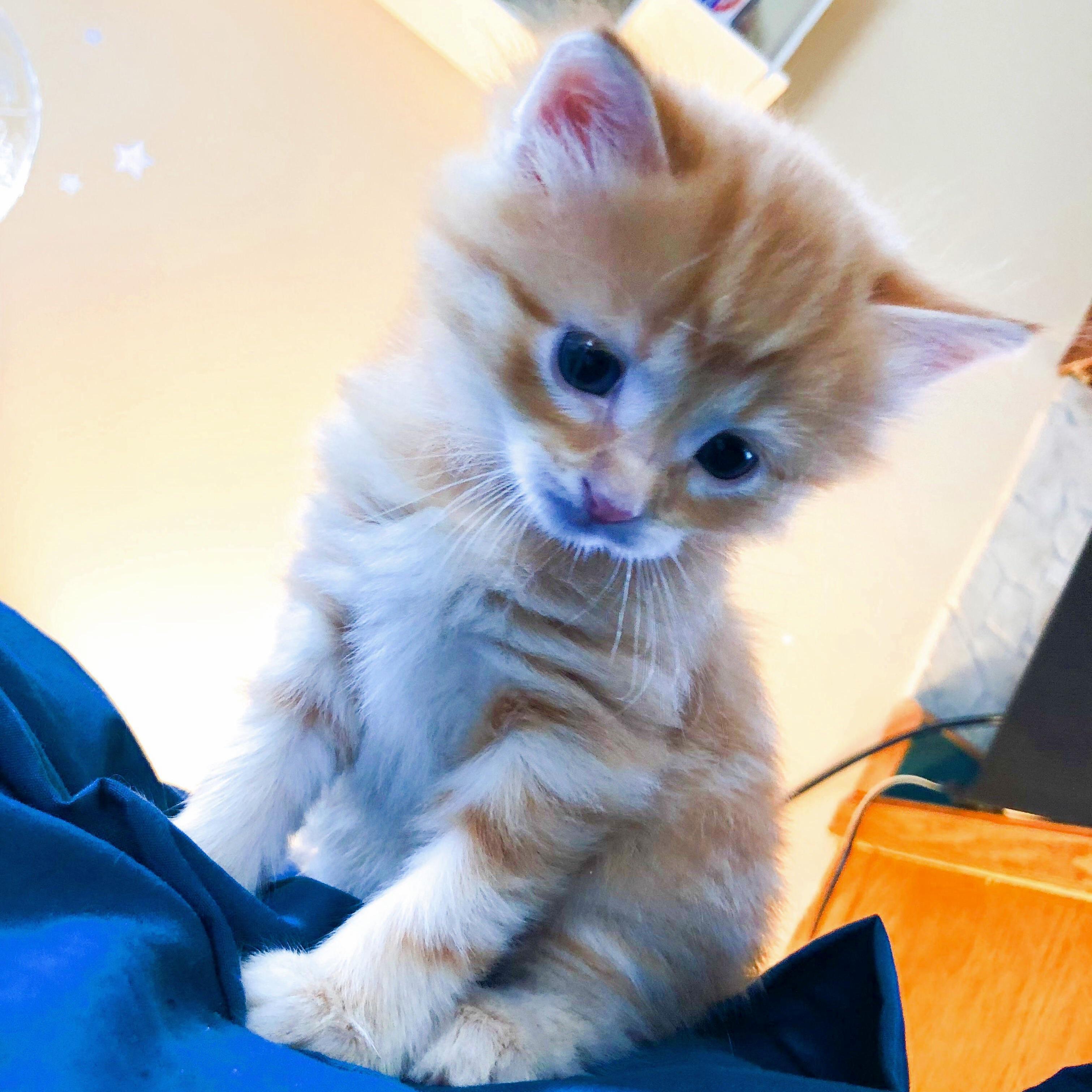 Update Check the Balls Post Everybody Meet Choji (Zuri Is a Demon Who Wont Sit Still -Pics Pending)