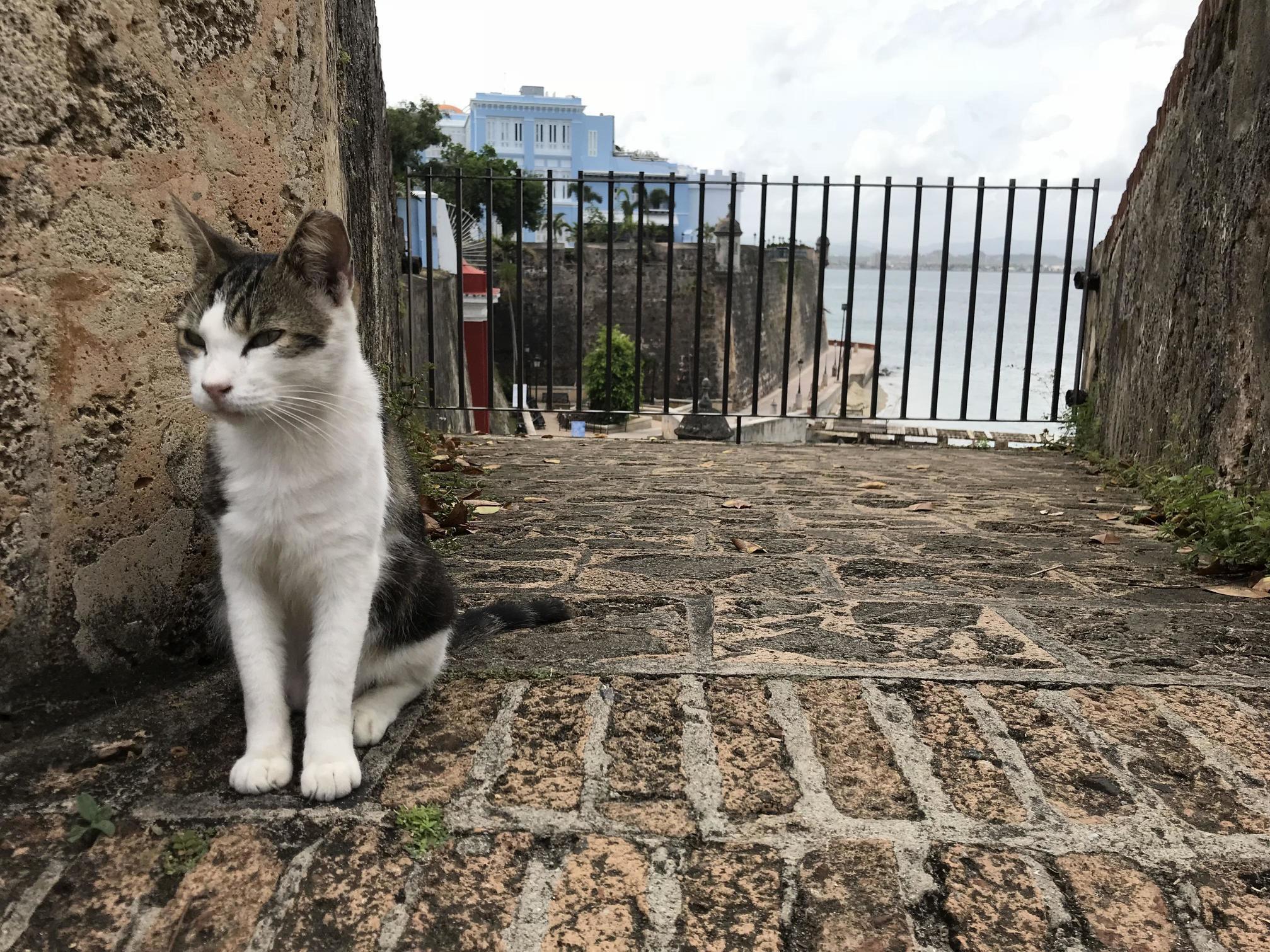 Visiting Old San Juan and Made a New Friend