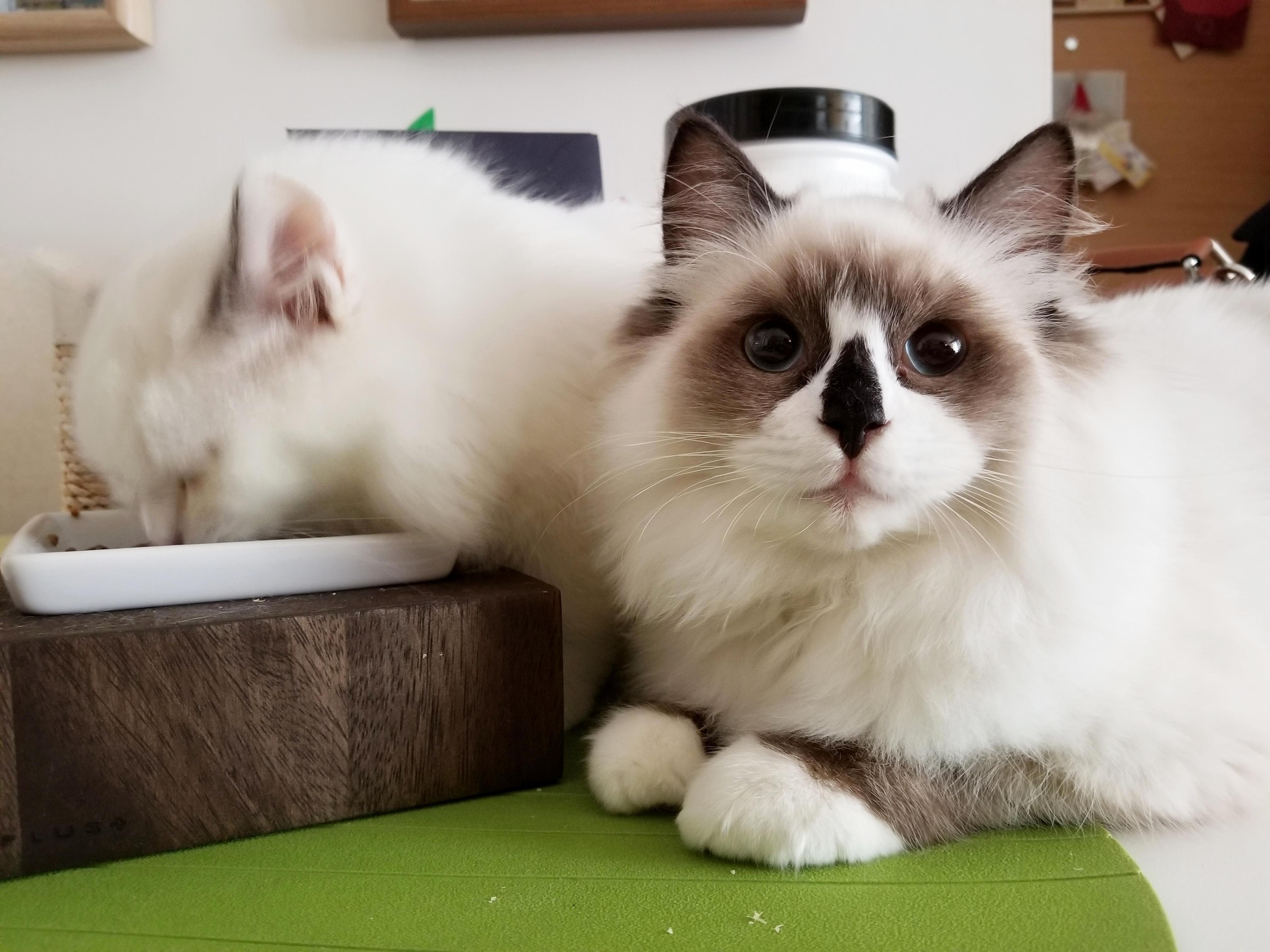 Waiting His Turn to Eat