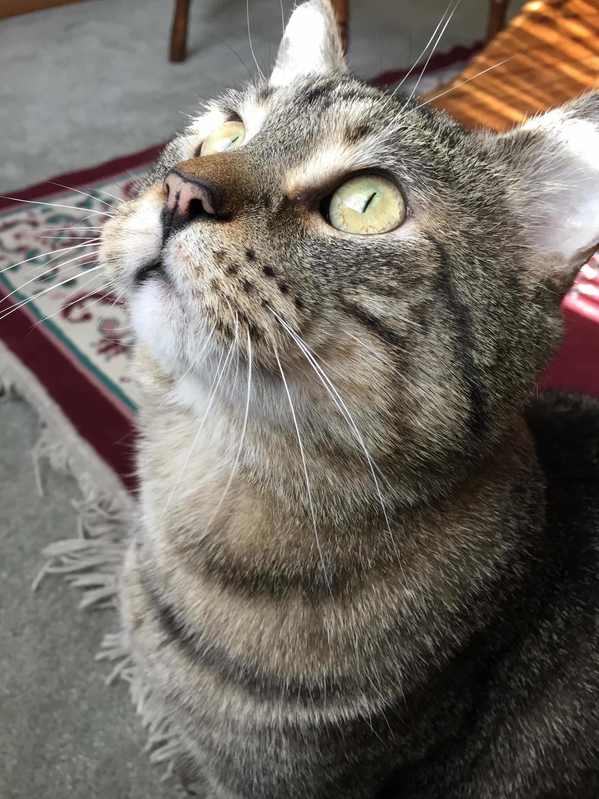 Watching the Birbs