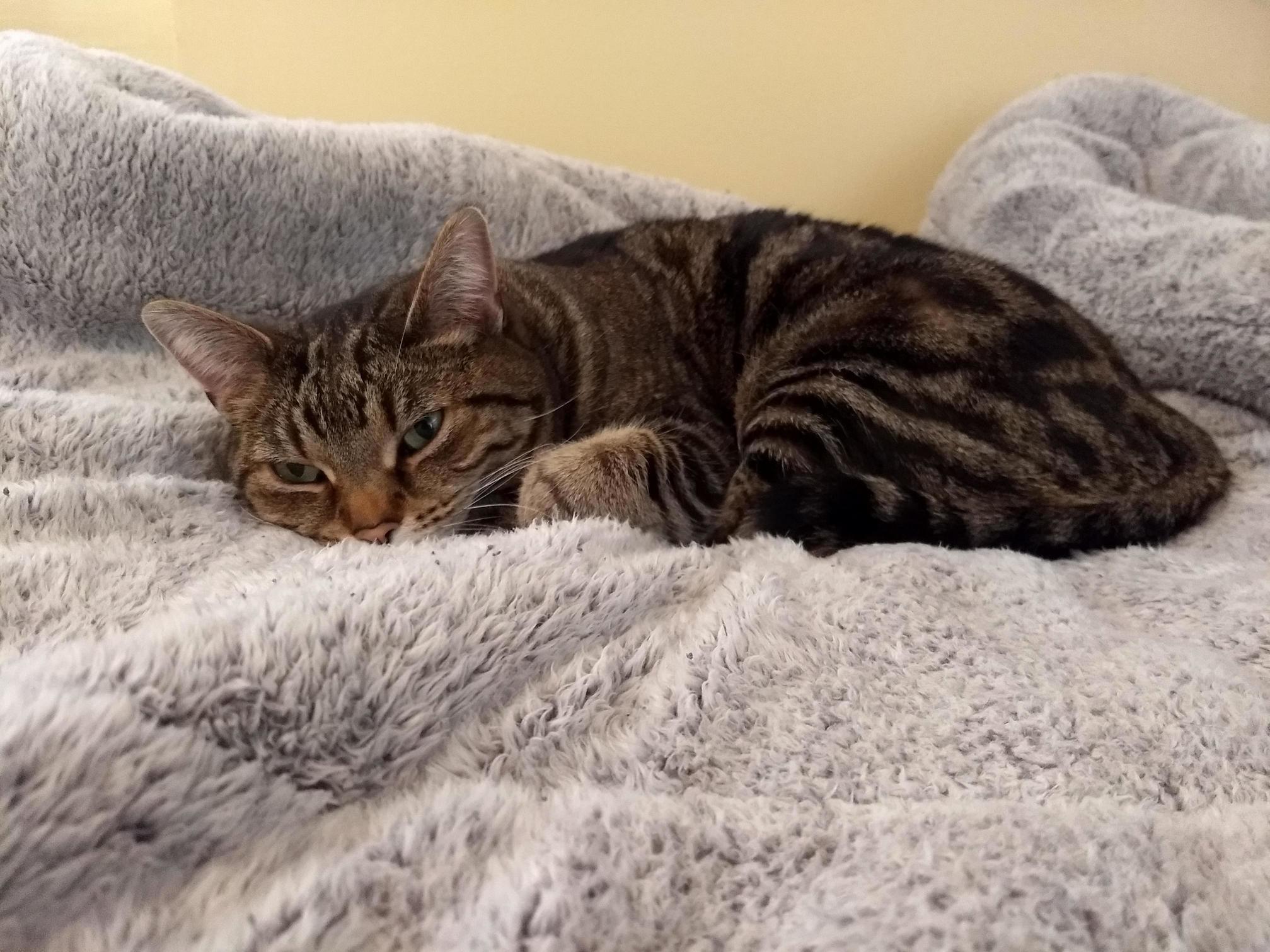 We Bought a New Memory Foam Mattress Topper...