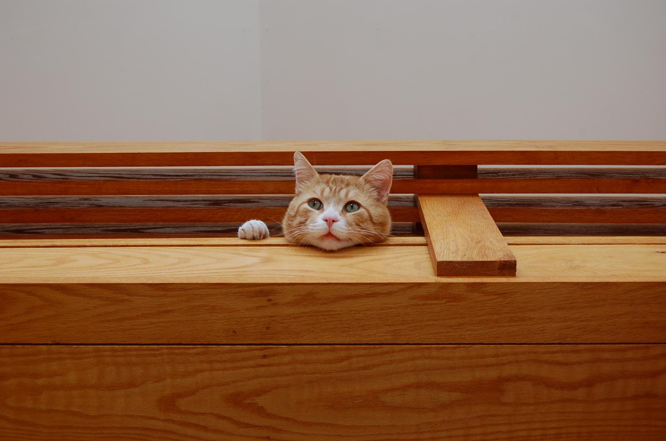 We Have a Small Loft and He Considers the Entire Thing His Lookout
