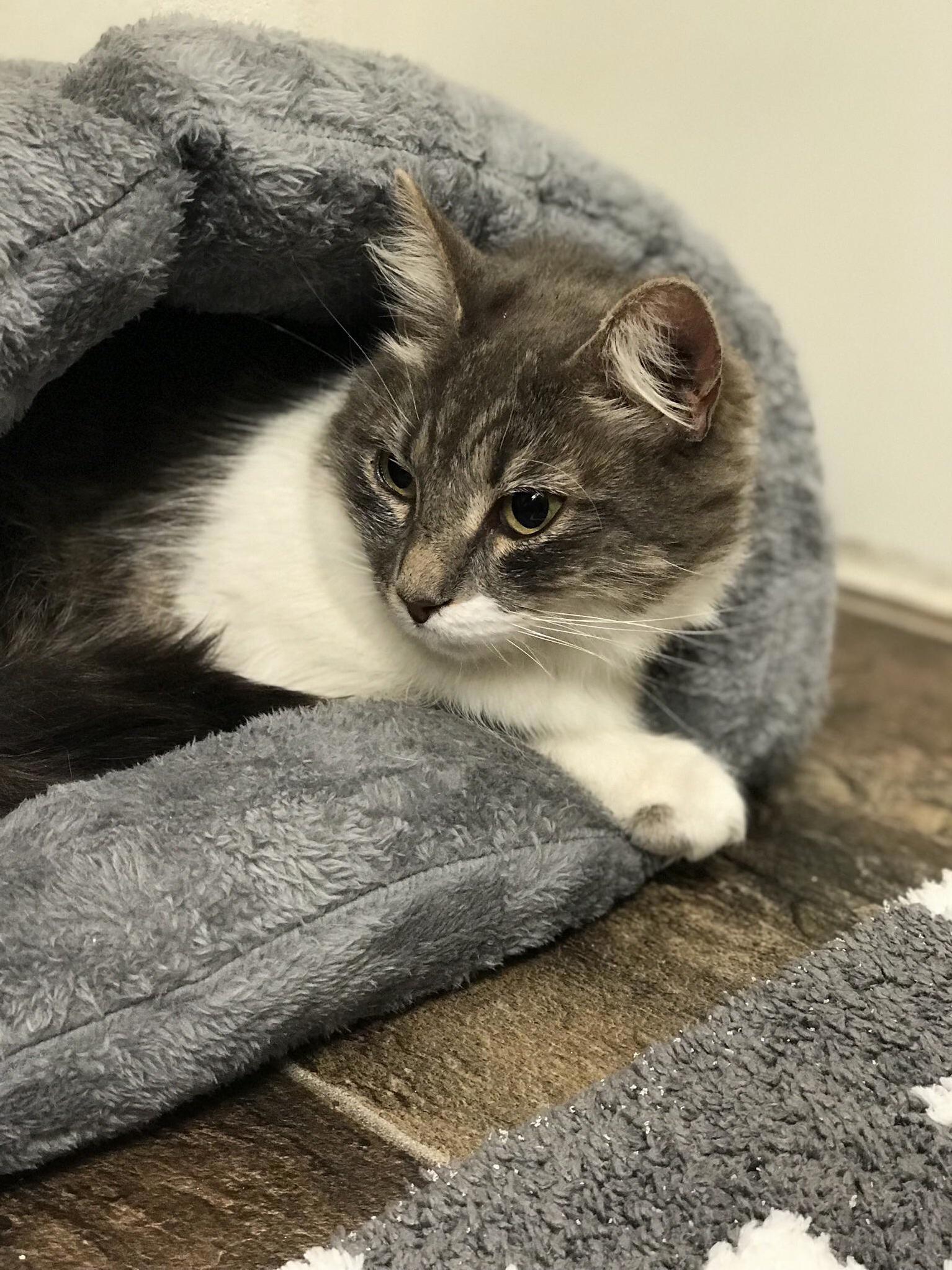 We Just Adopted an 8 Month Old Kitten and I Need Help on Food Reviews!