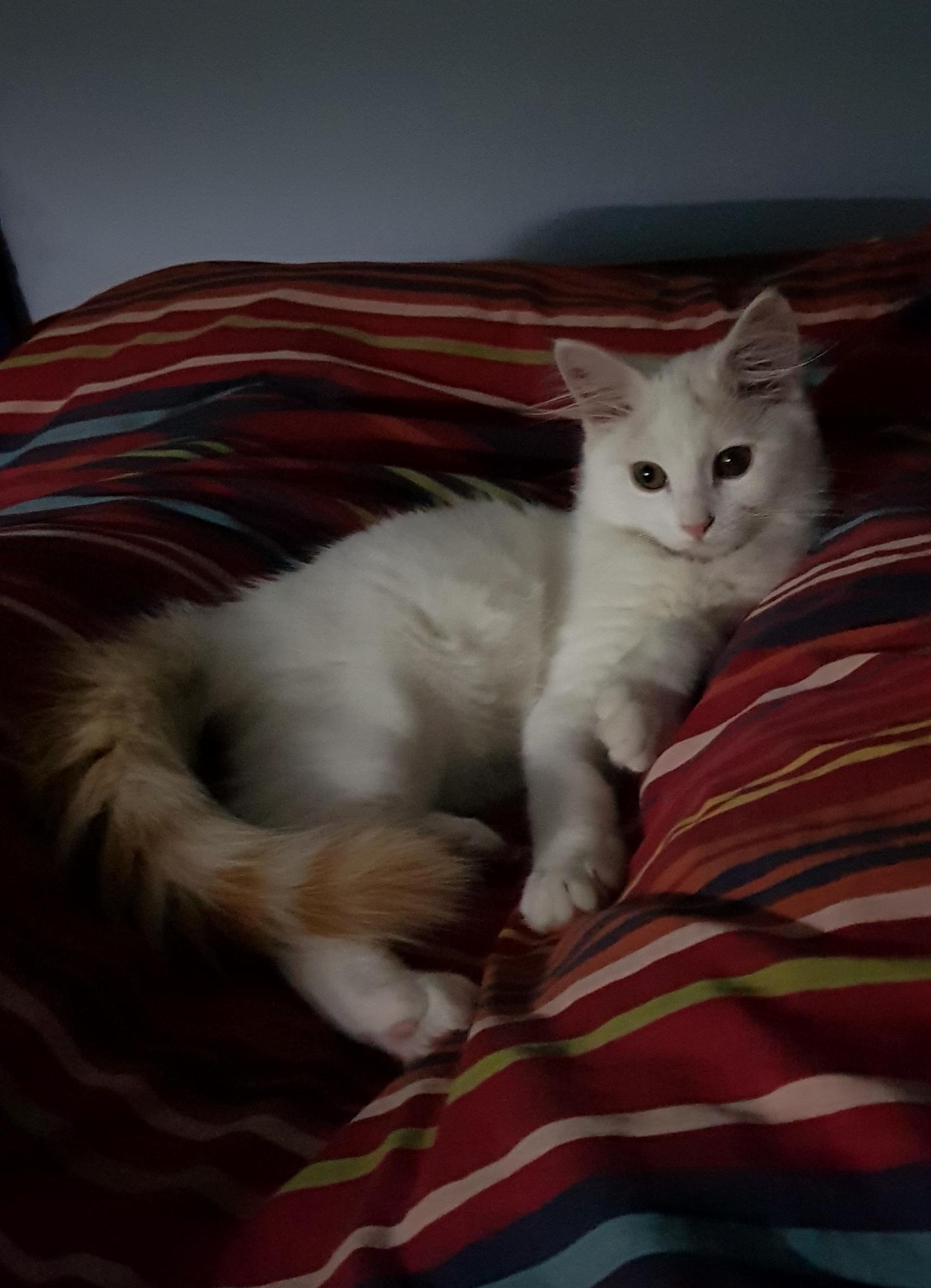 We Just Adopted This Sweet Little Boy  Hed Wandered Away from His Mama and Gotten Lost. Meet Barry. Barry White