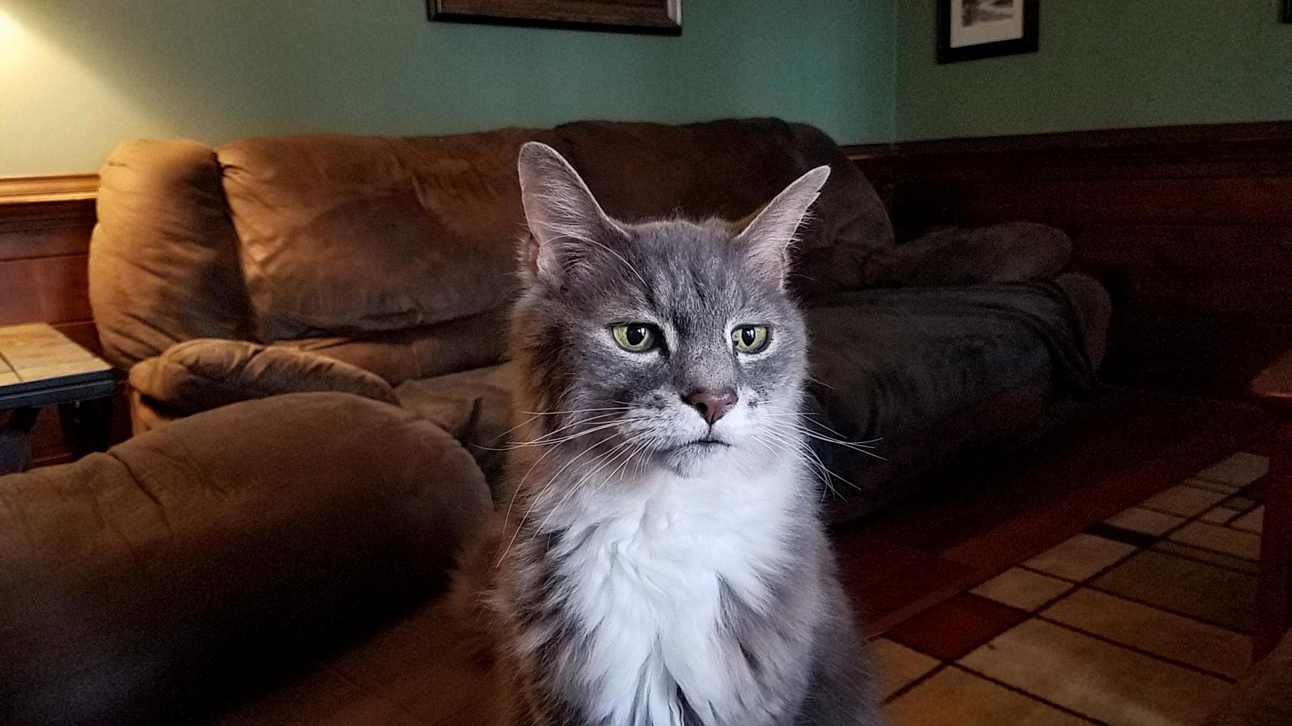 We Lost Max This Morning. His Fight with Liver Disease Is Over. Bye Max