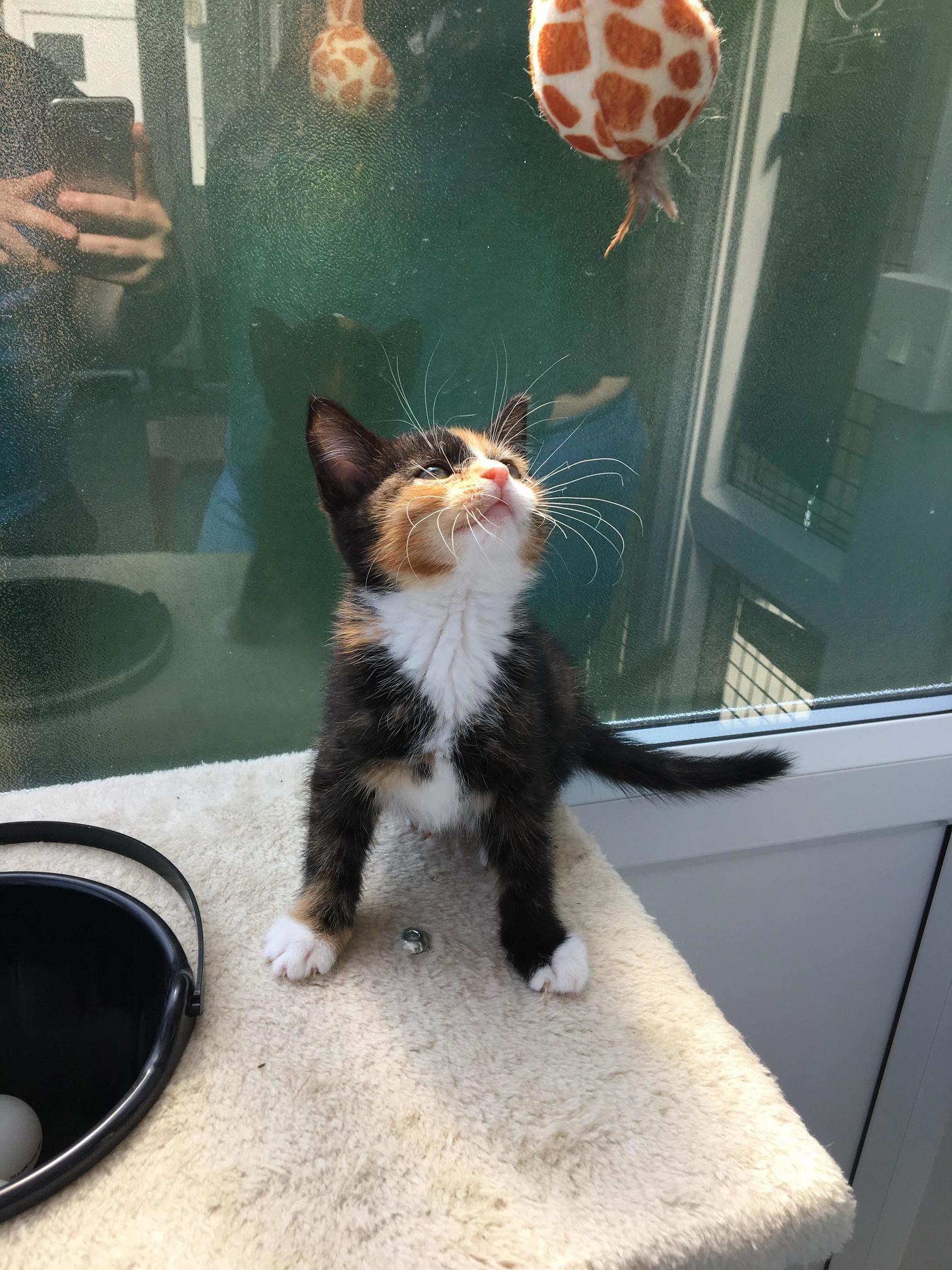 We Need a Name, Help! Reserved This Little One and Her Brother Today)