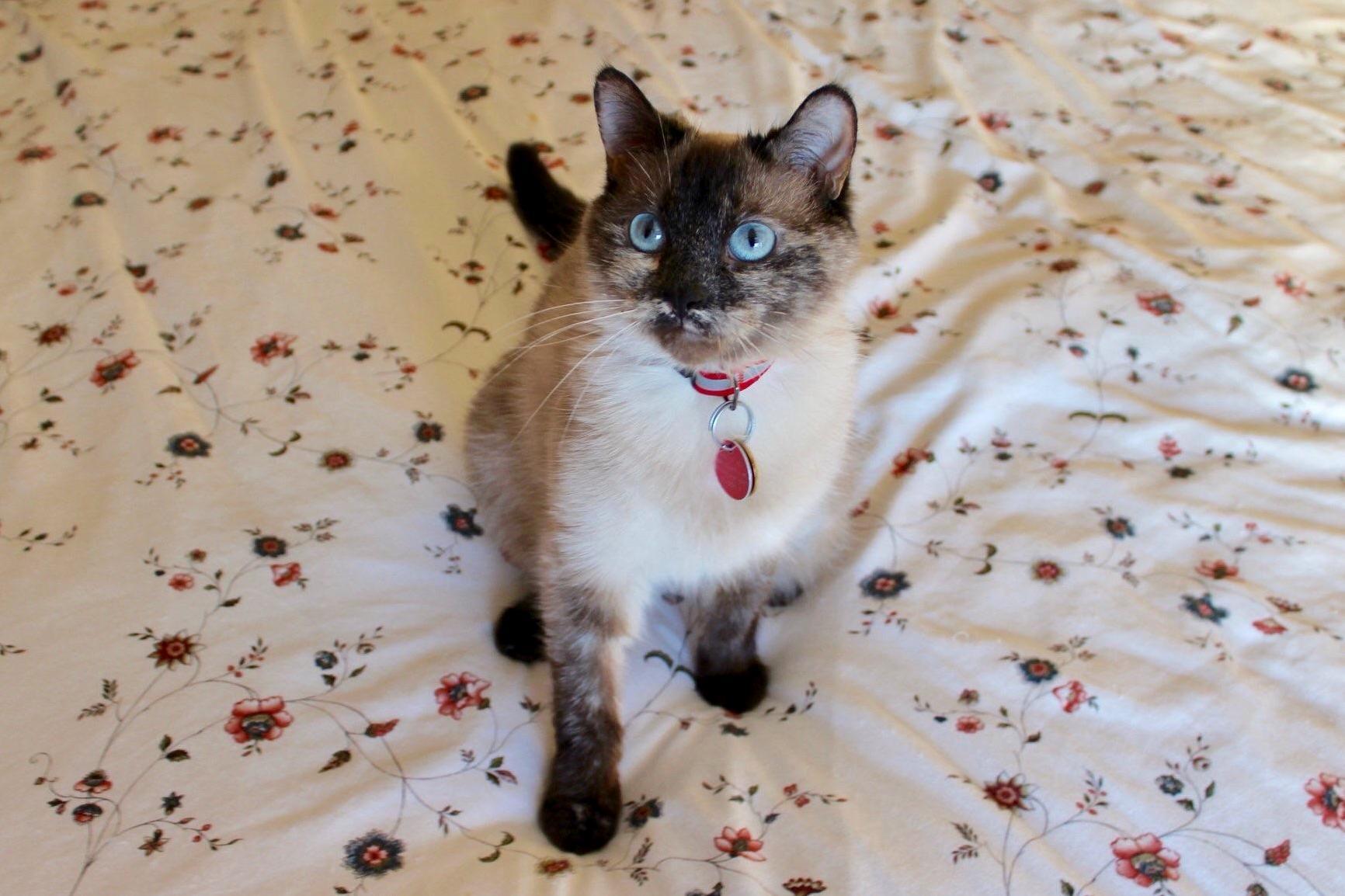 We Nicknamed Our Foster Kitty Goodcat Because Shes a Very Good Cat.