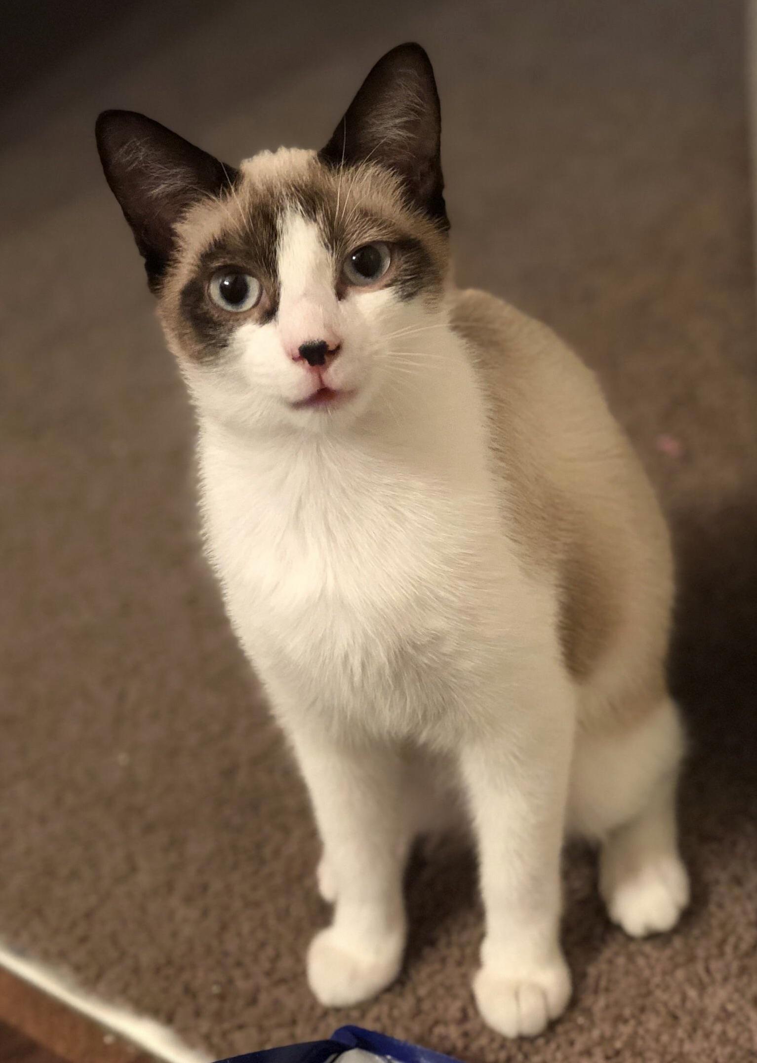 We Recently Took in This Stray Snowshoe As Our 4th Cat. Just Found Out She Was Hiding a 5th Kitty, Due in a Couple Weeks. Surprise!