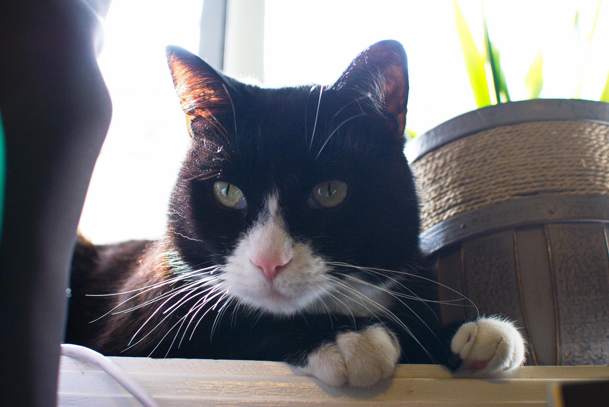 We Thought We Lost This Little Bugger When He Disappeared for a Week, but He Is Home Safe Now!