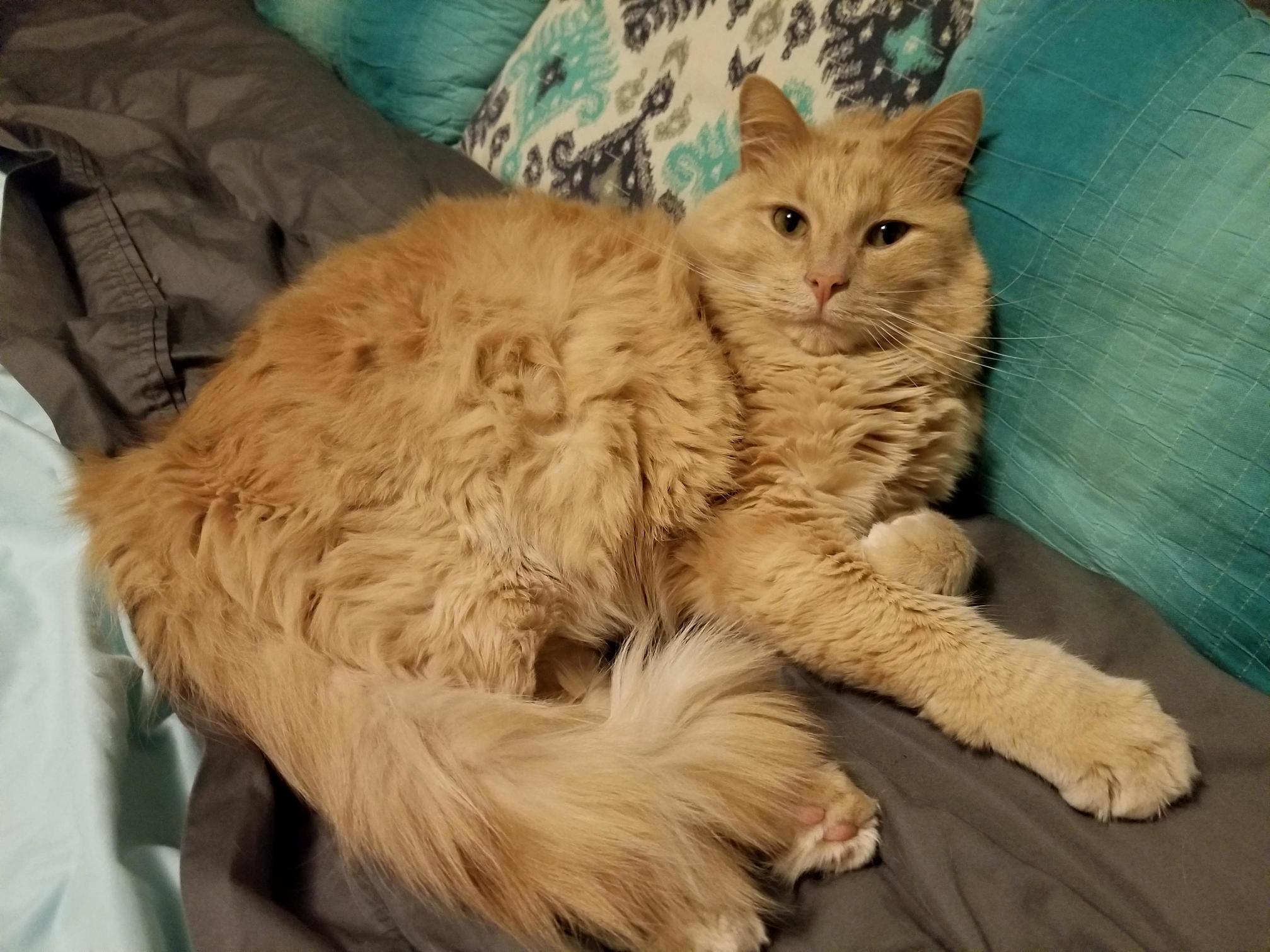 Weasley Looking Dazed After a Long Nap.