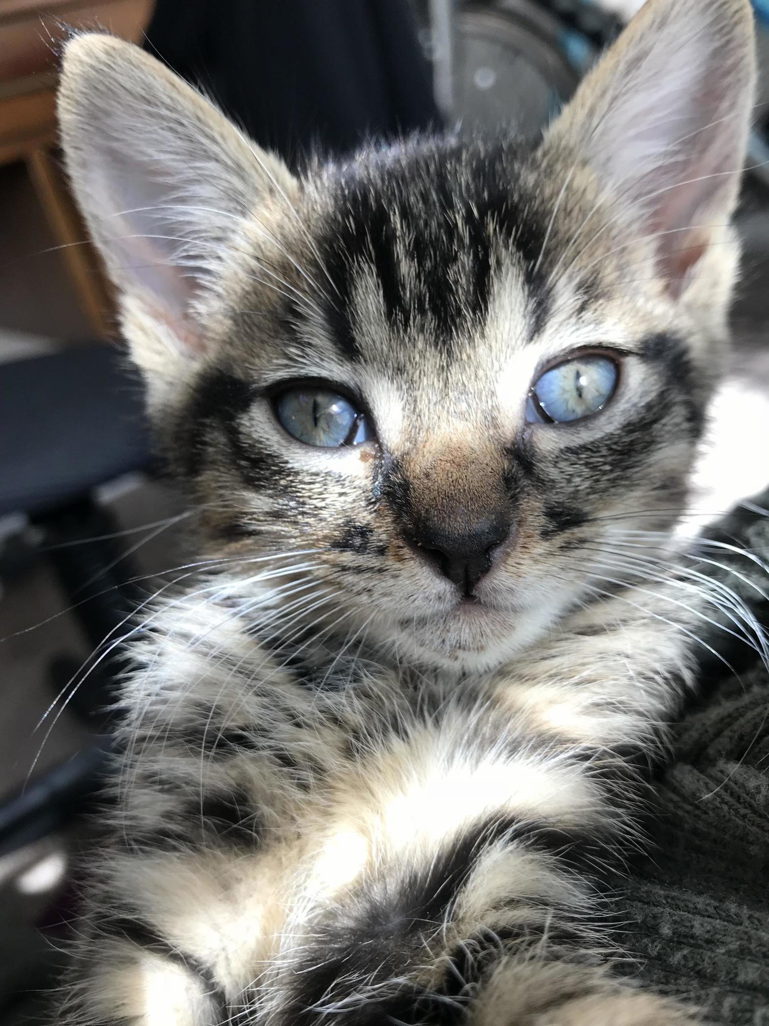 Wesleys Eyes Are Changing Color!