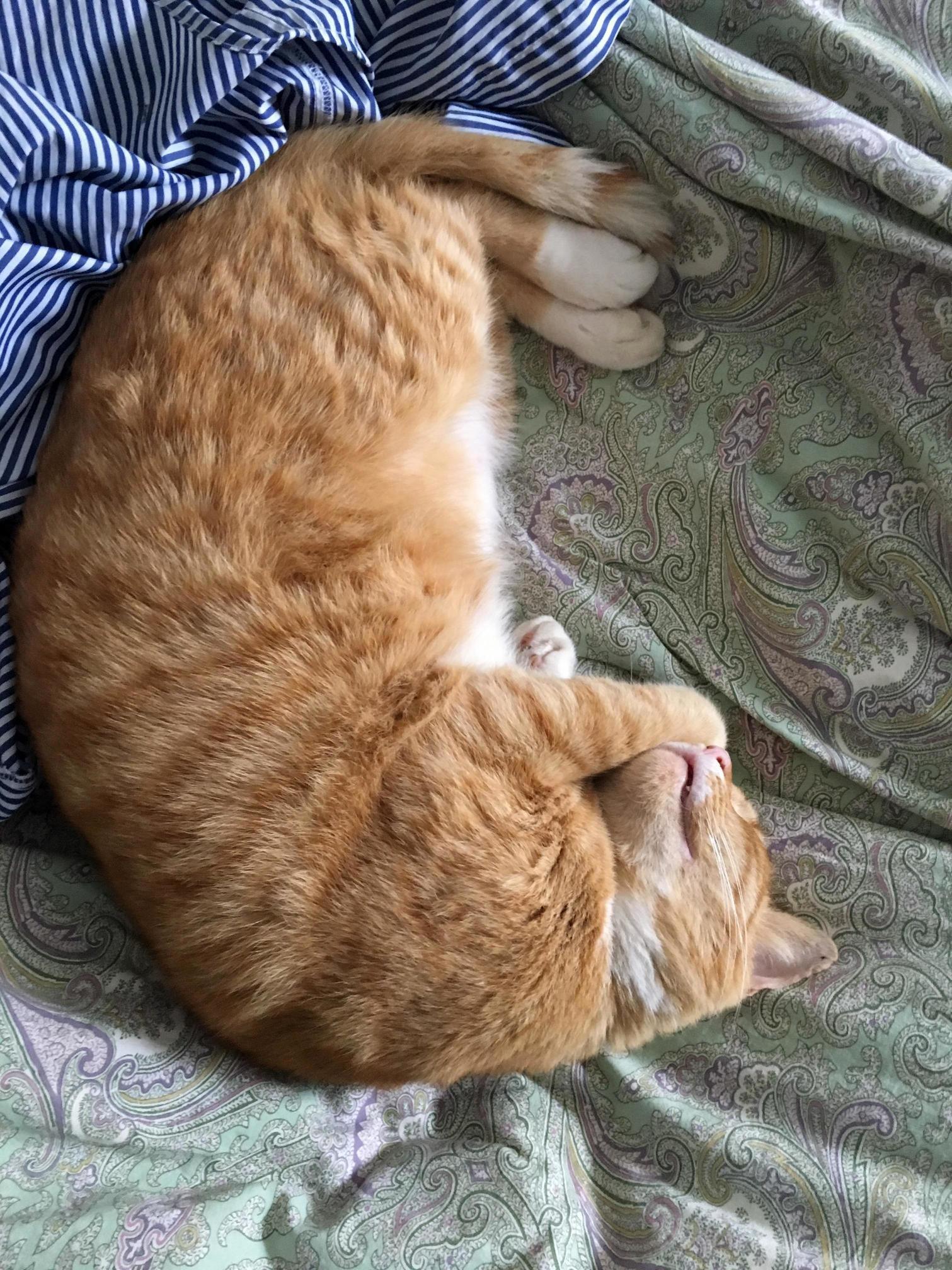 What Breed Is My Fat Cat