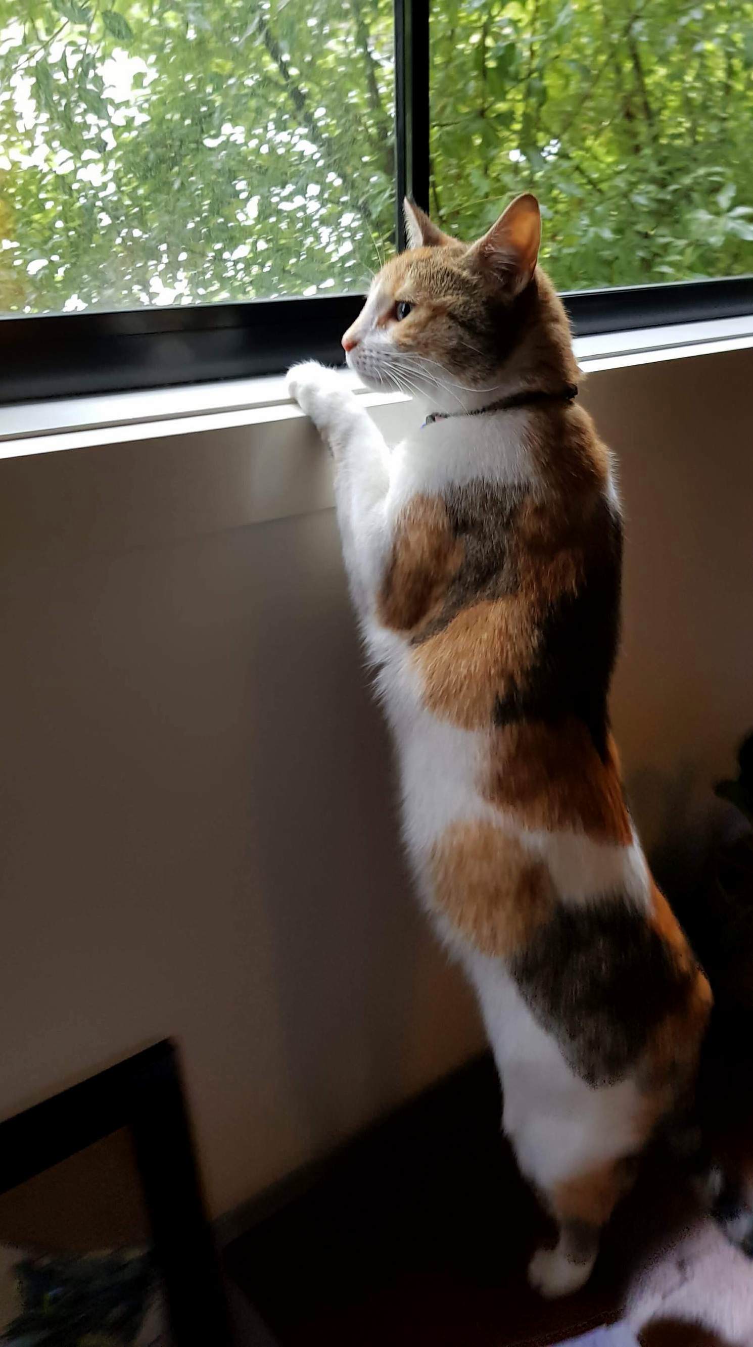 What Colour Is My Cat