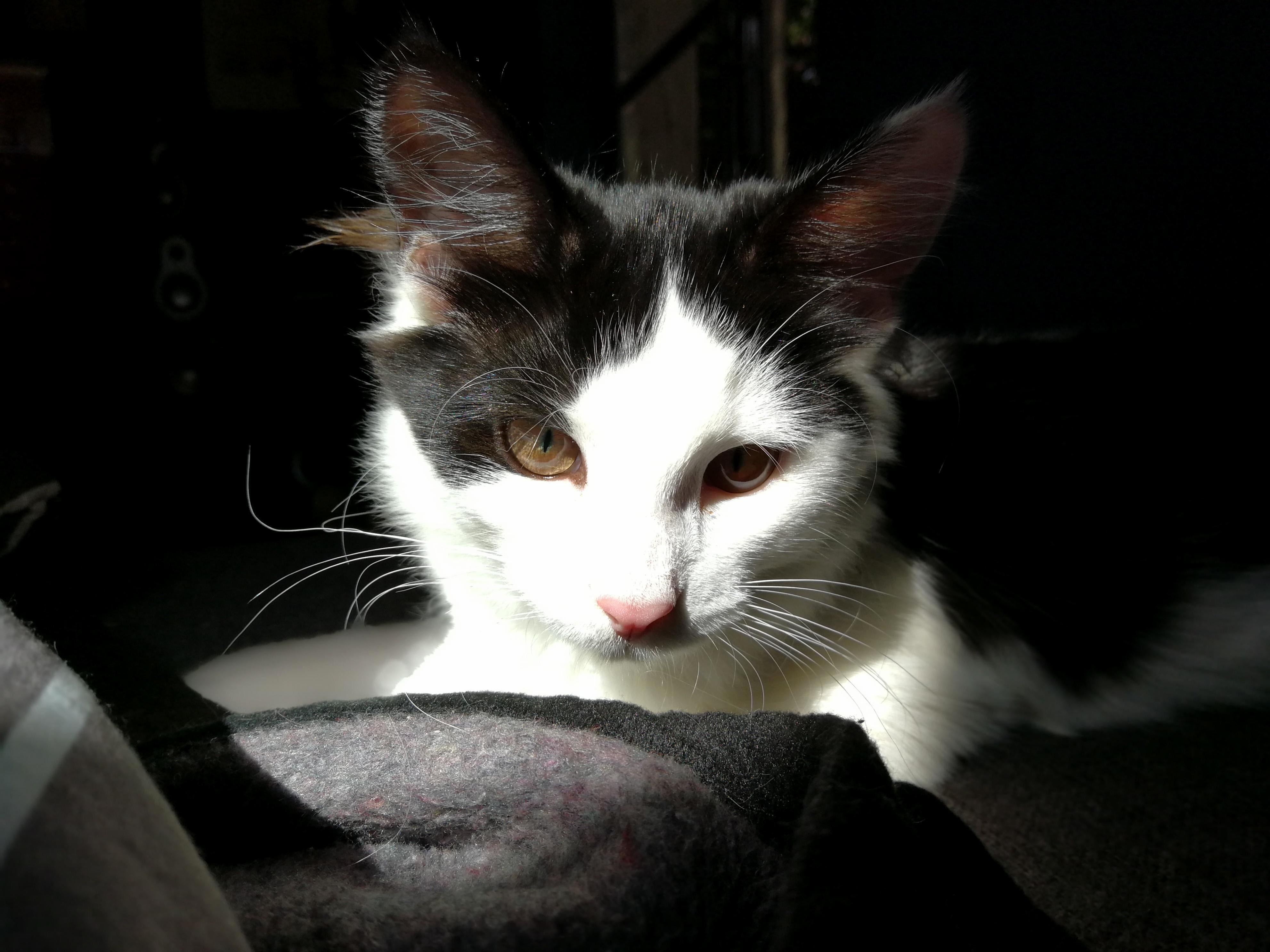 What Do You Guys Think of Our New Kitten.