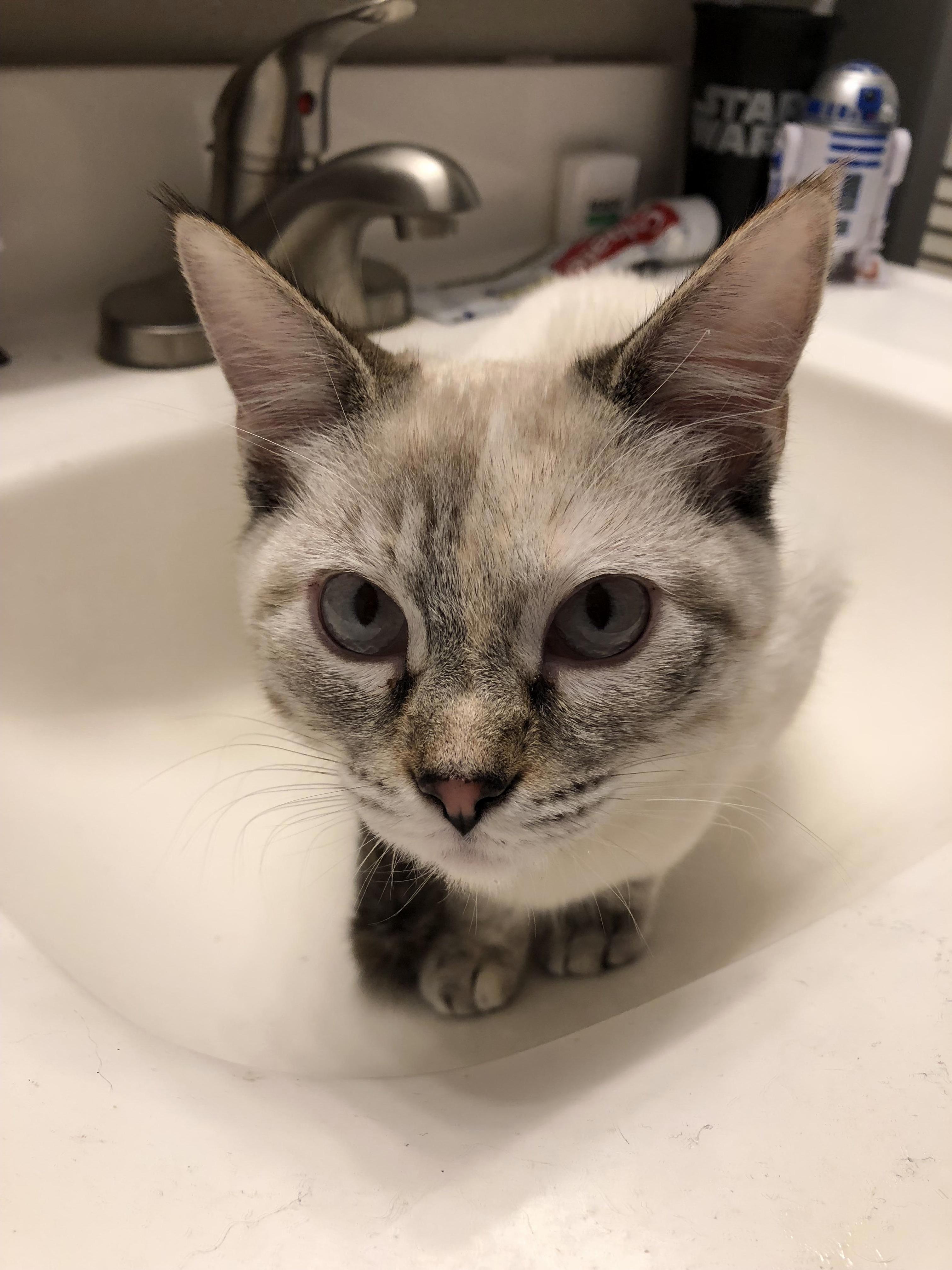 What Kind of Kitty Do You Think She Is