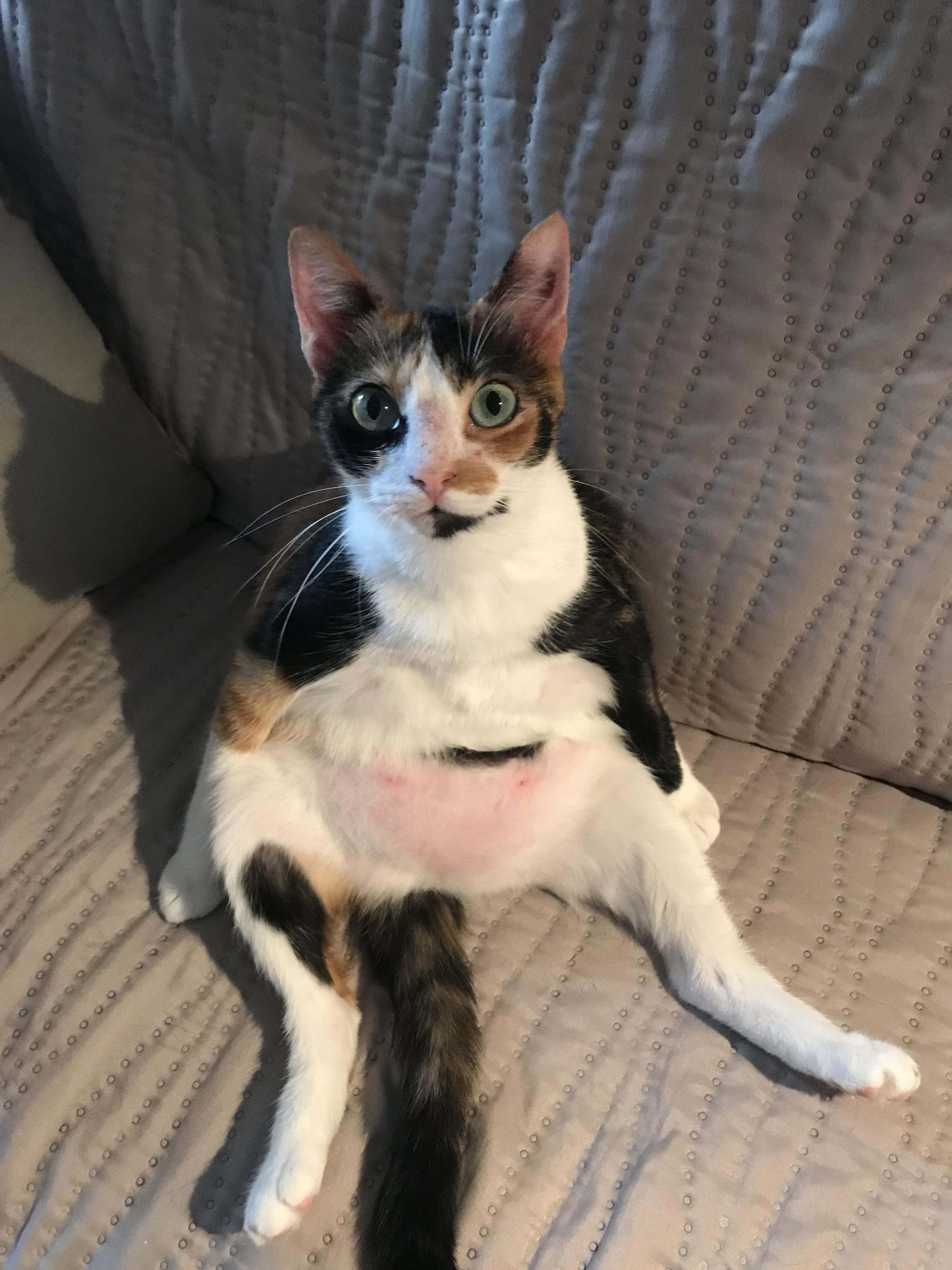 When You Come Home and Find Your Cat Like This..