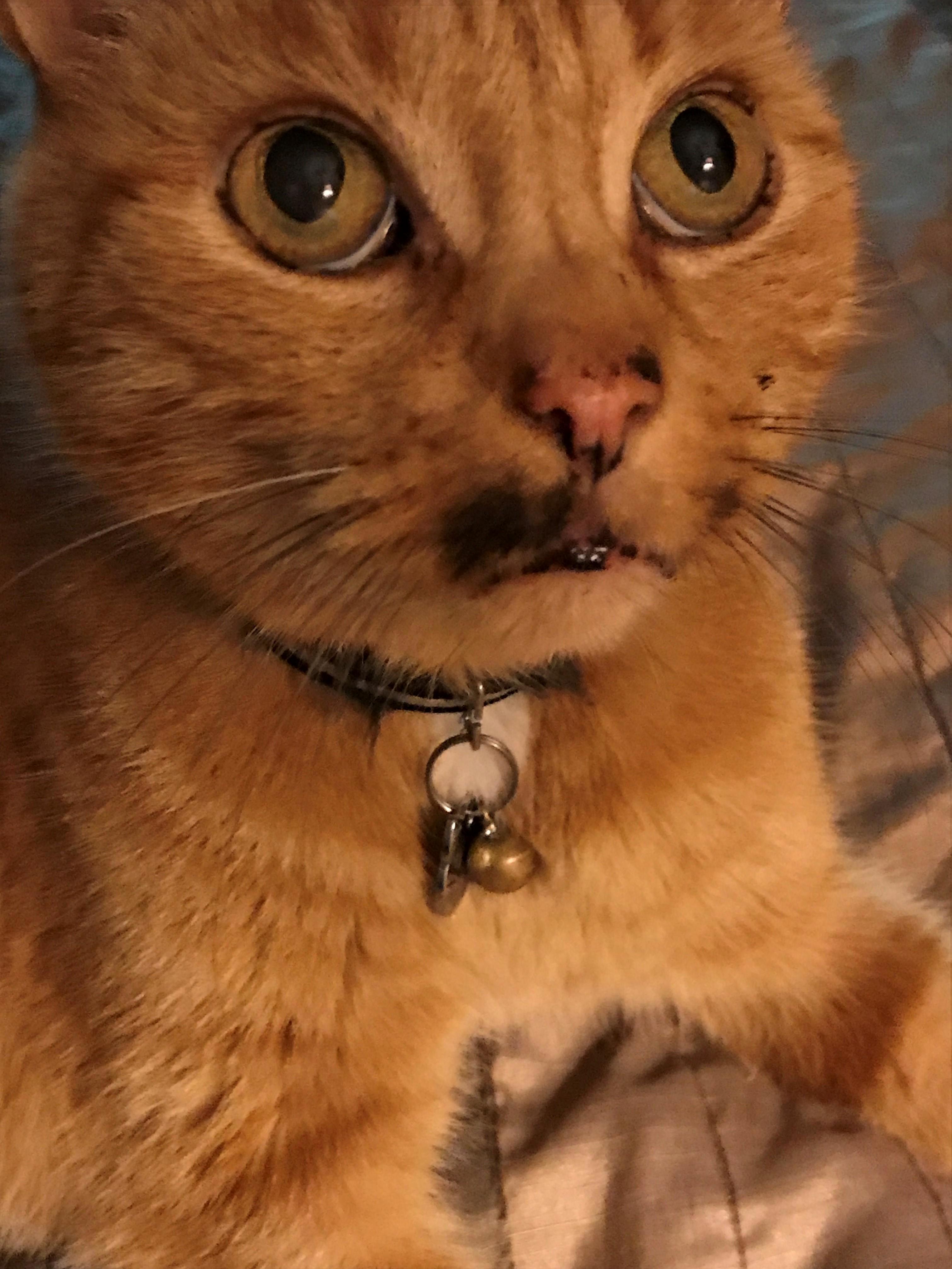 When Your Cat Enjoys the Smell of That Delicious Car Oil
