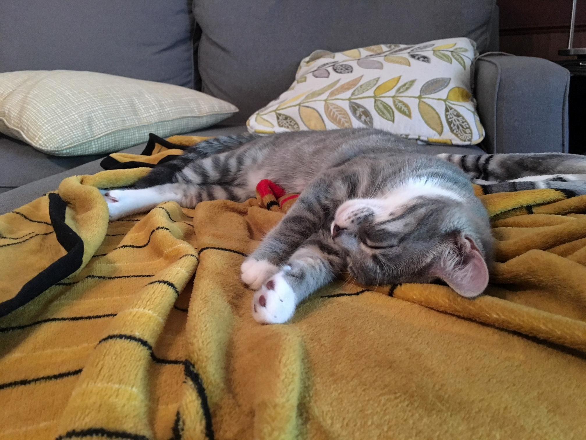 Who Is Comfier Than a Sleepy Kitty