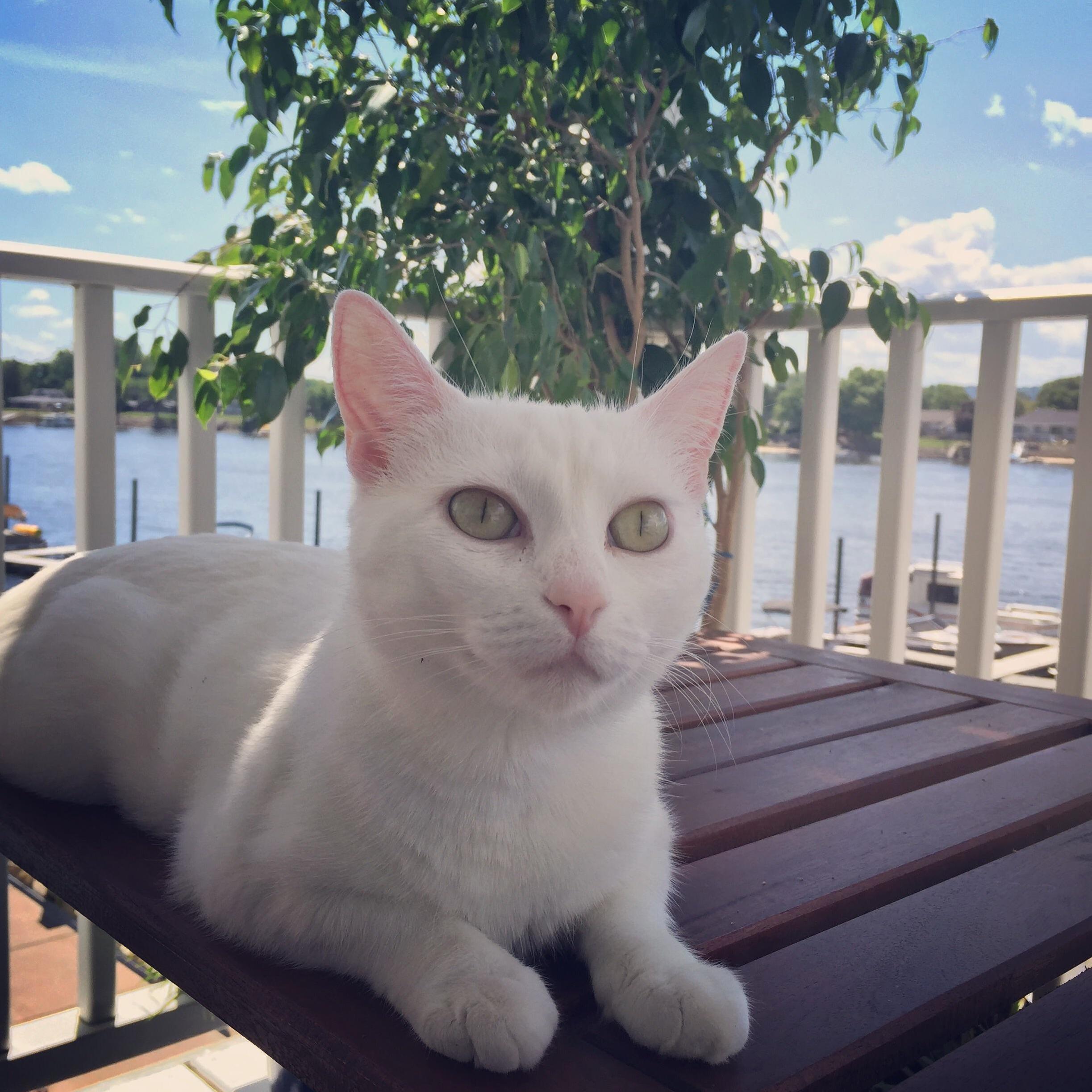 Why Does My Cat Always Look 100% Better Than Me