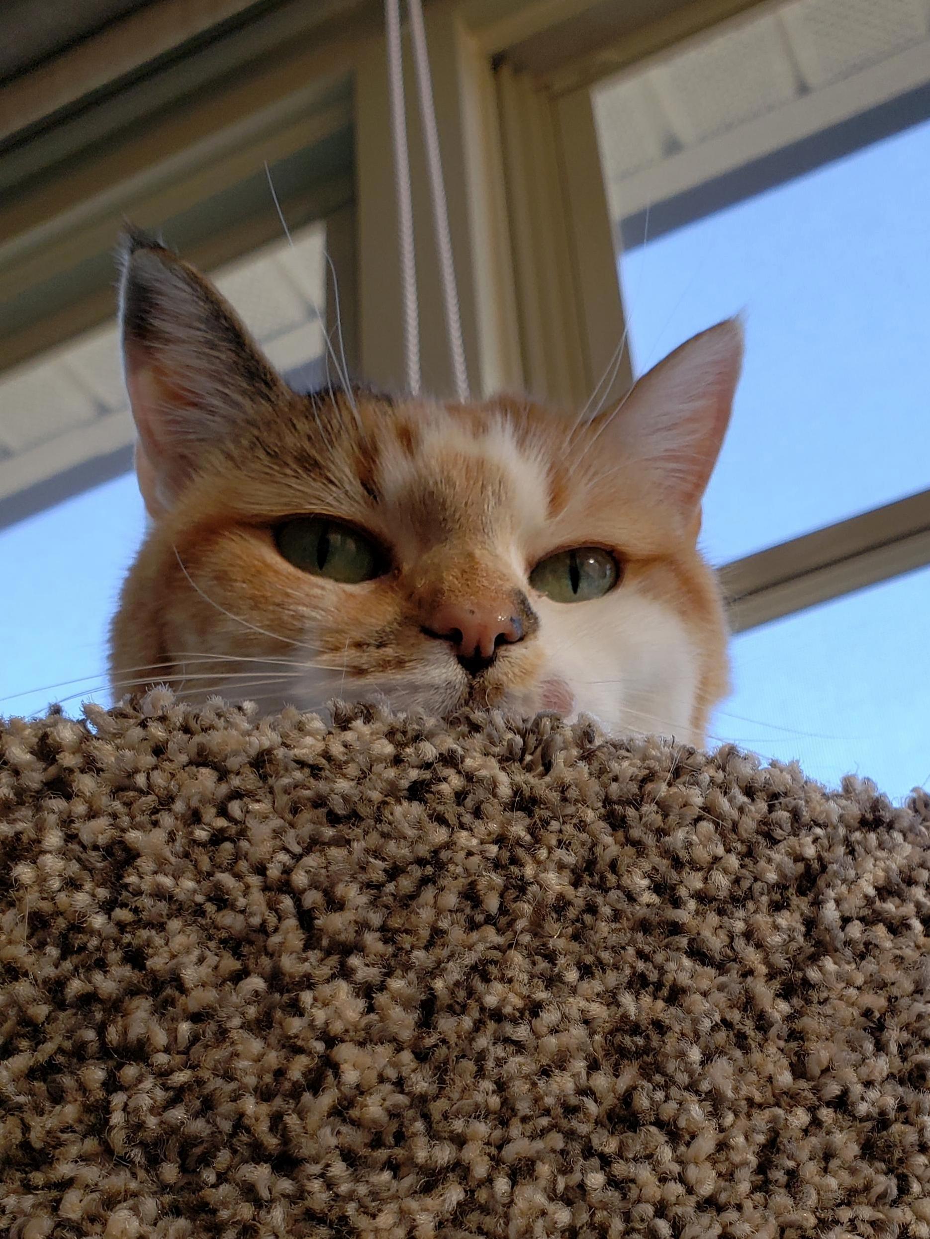Why You Still Taking Pictures of Me Human!